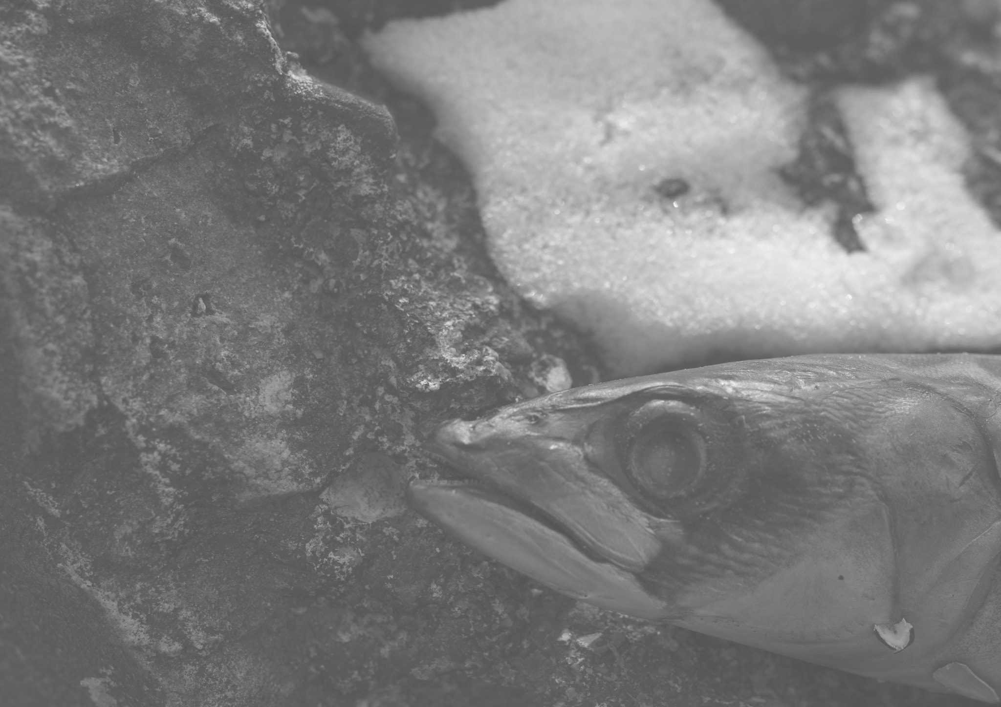 Samyang 35mm F1.4 AS UMC sample photo. Fish photography