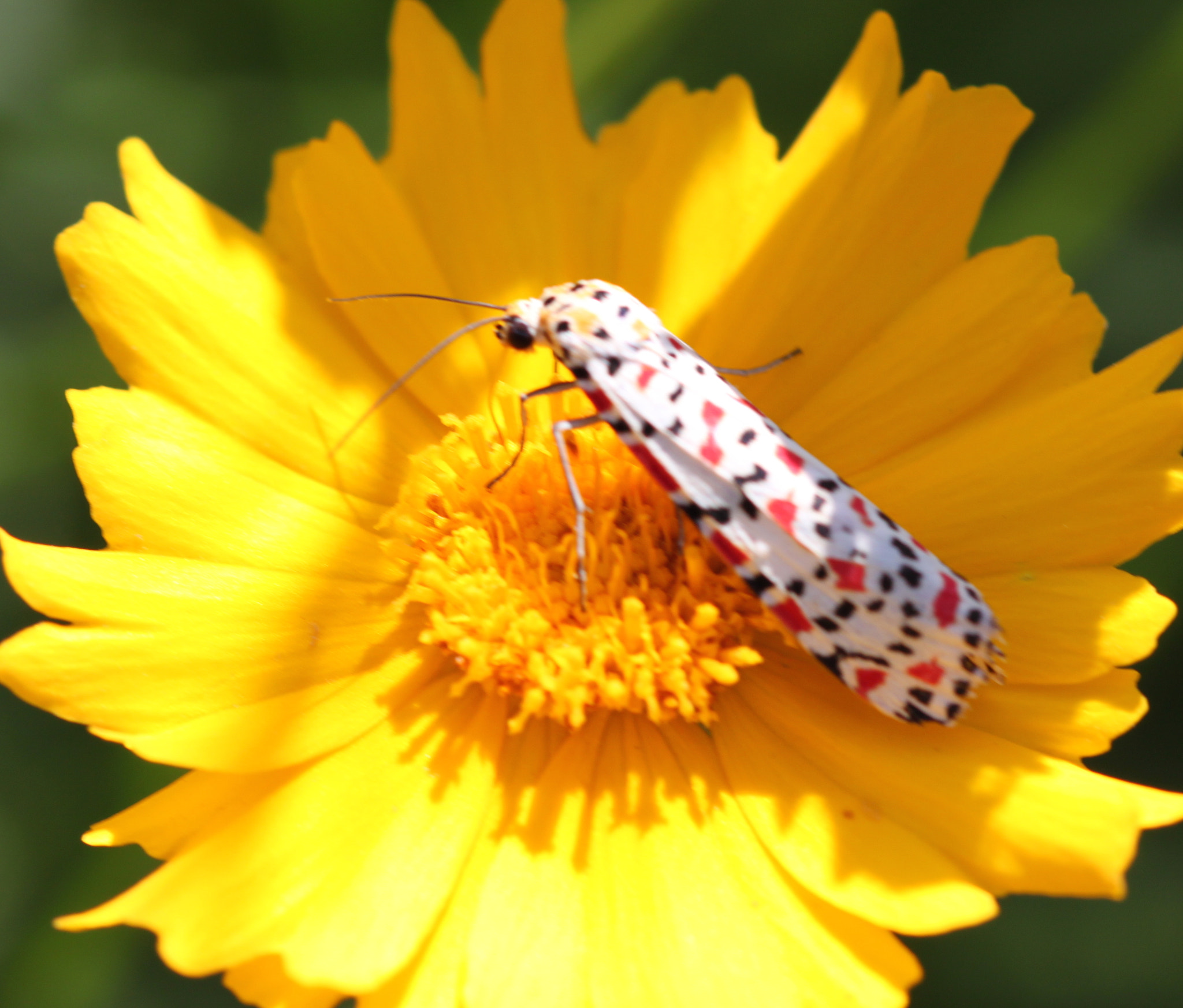 Canon EF 100mm F2.8 Macro USM sample photo. Img photography
