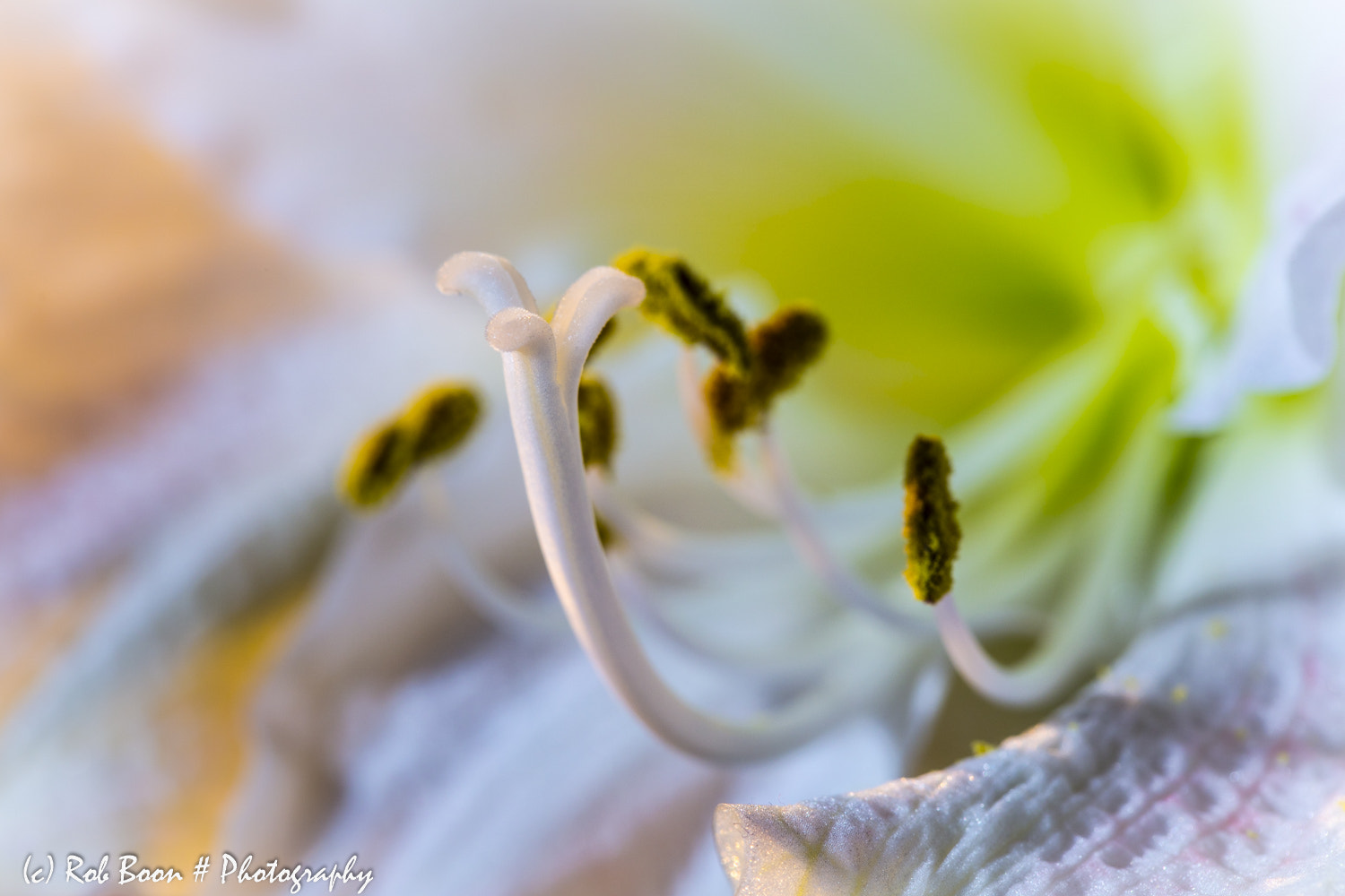 Canon EOS 5DS + Canon EF 100mm F2.8L Macro IS USM sample photo. Amaryllis 2 photography