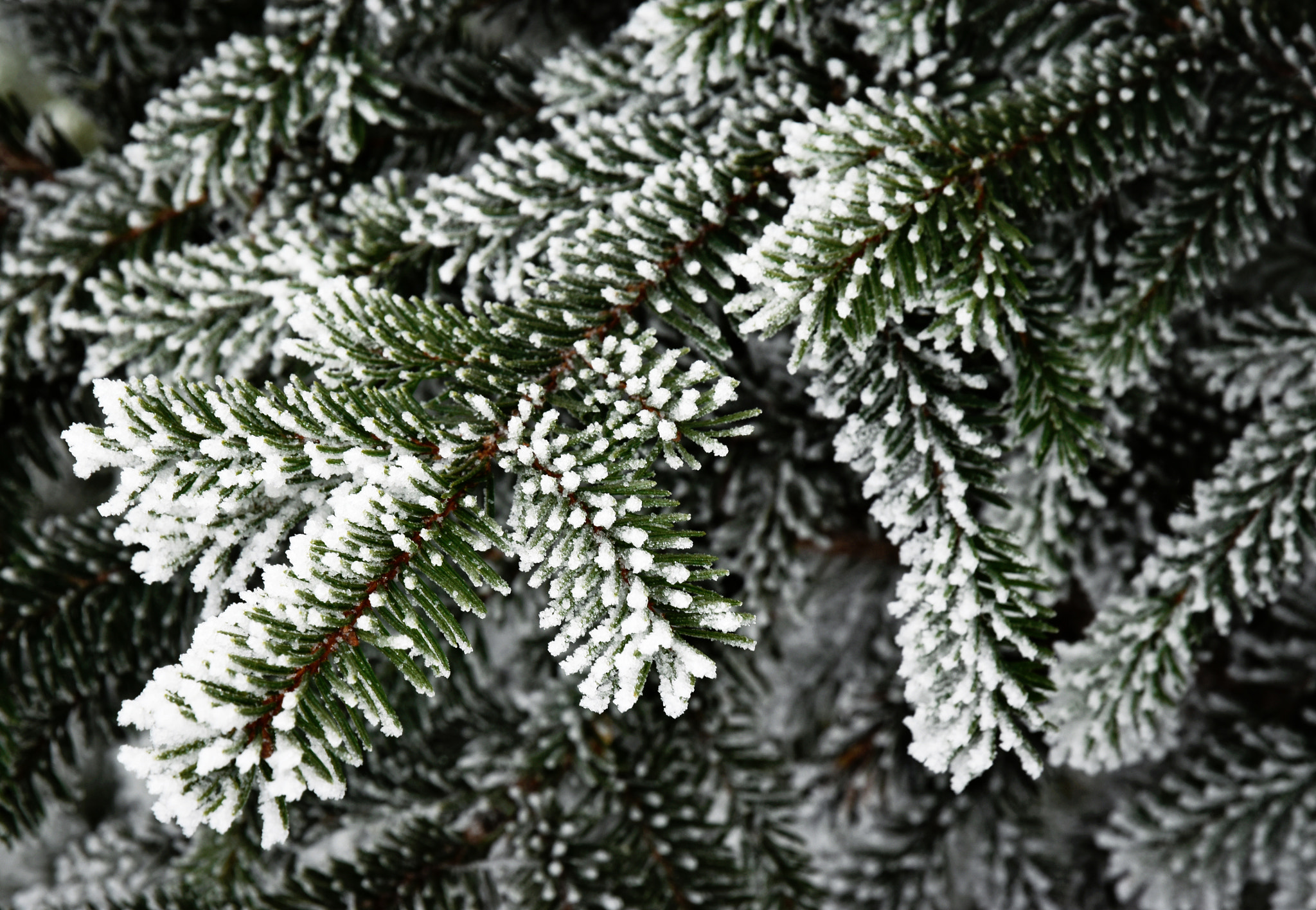 Nikon D5500 sample photo. Spruce twigs with icing photography
