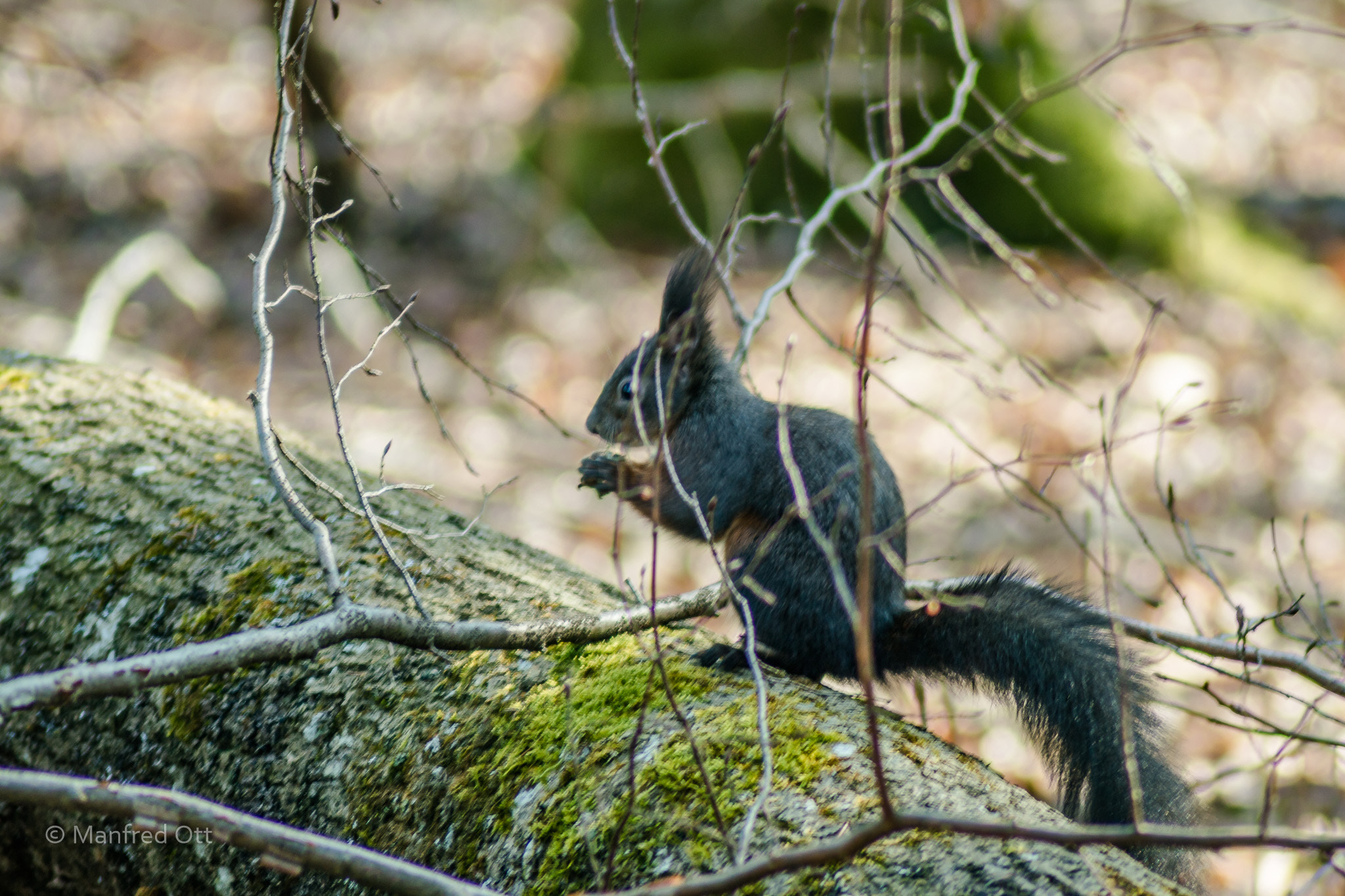 Nikon D3200 sample photo. Squirrel photography