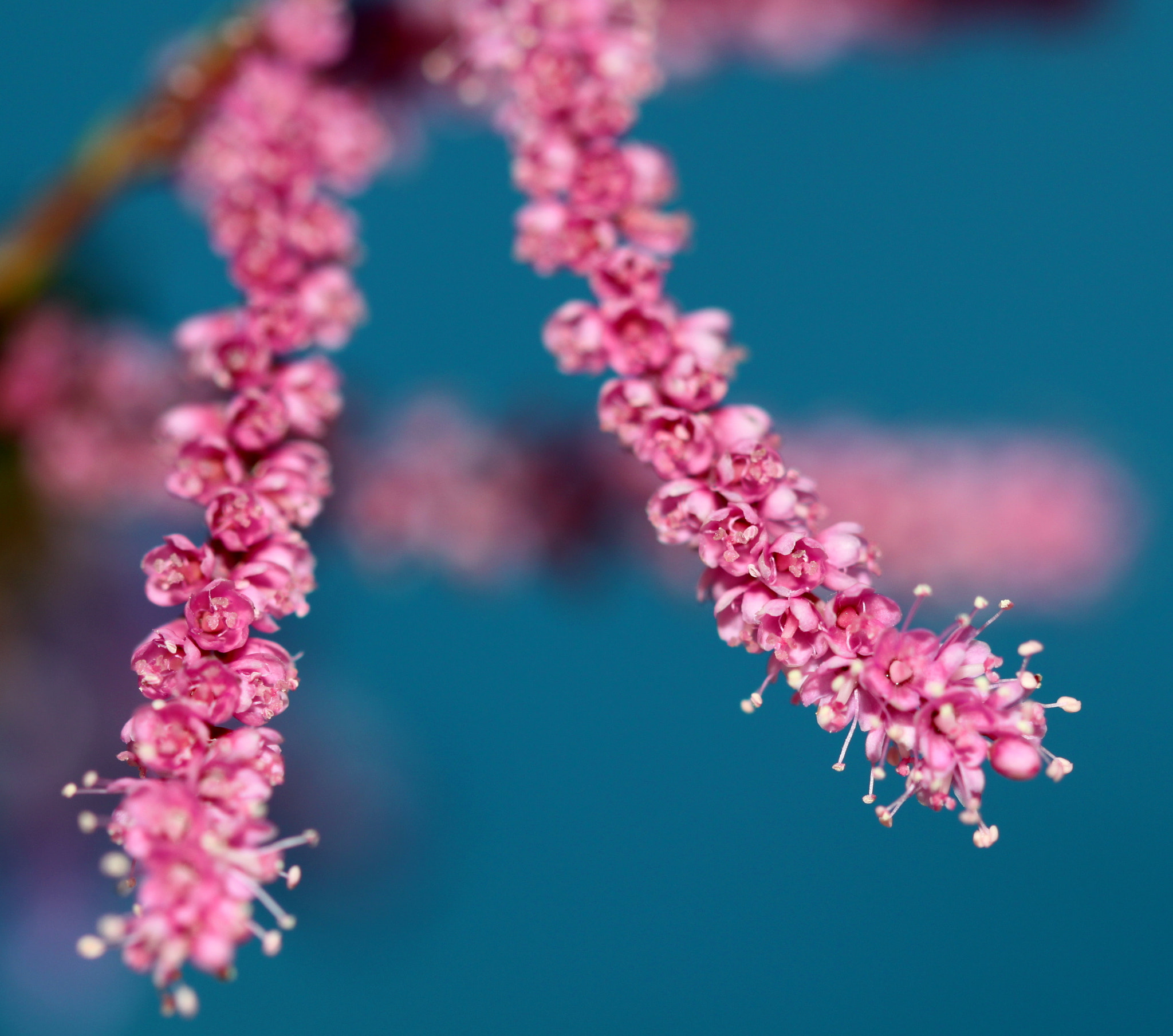 Canon EF 100mm F2.8 Macro USM sample photo. Img photography