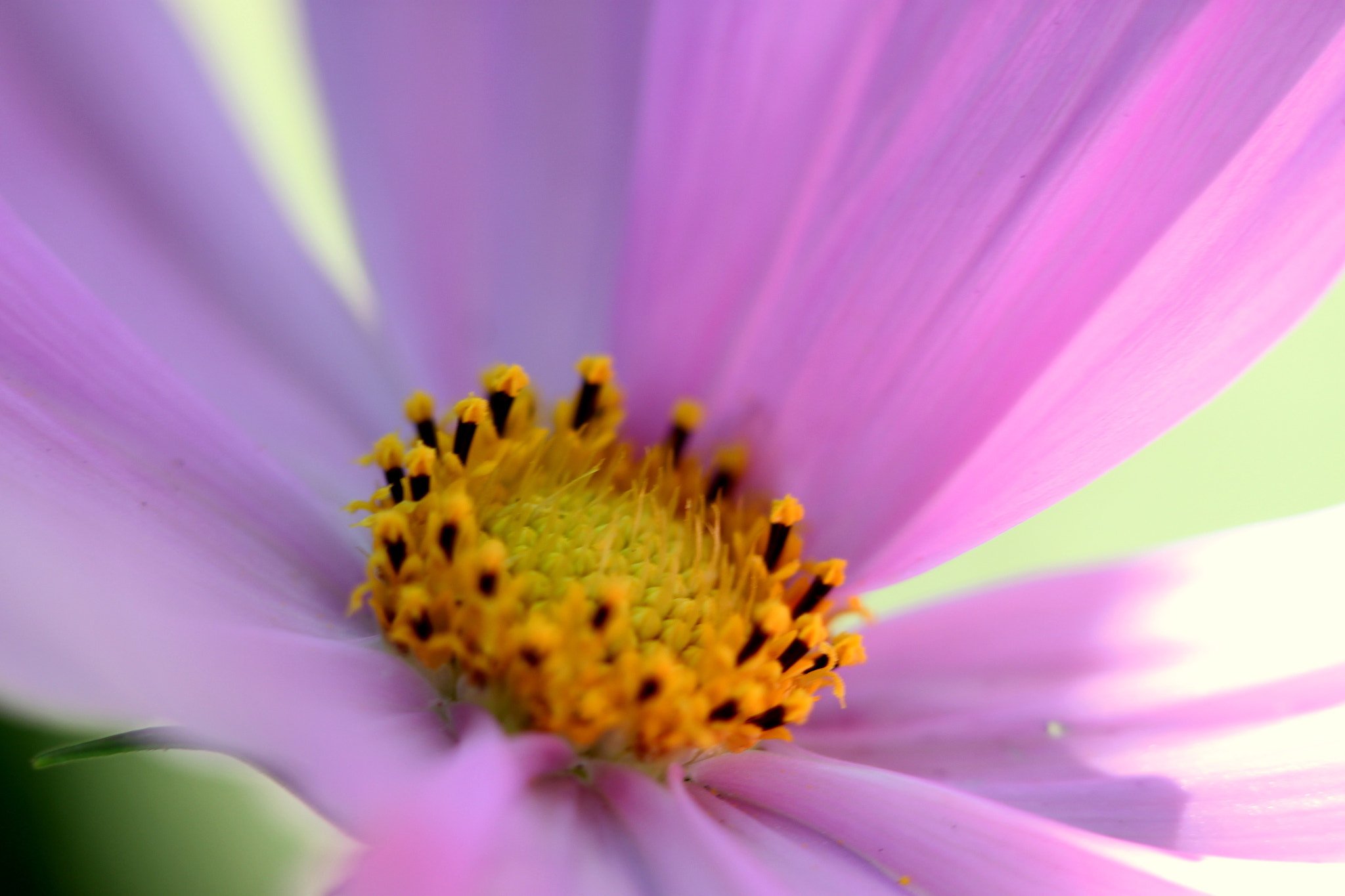 Canon EF 100mm F2.8 Macro USM sample photo. Img photography