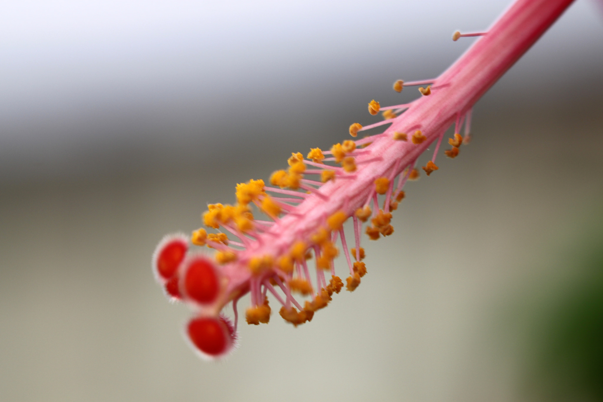 Canon EF 100mm F2.8 Macro USM sample photo. Img photography