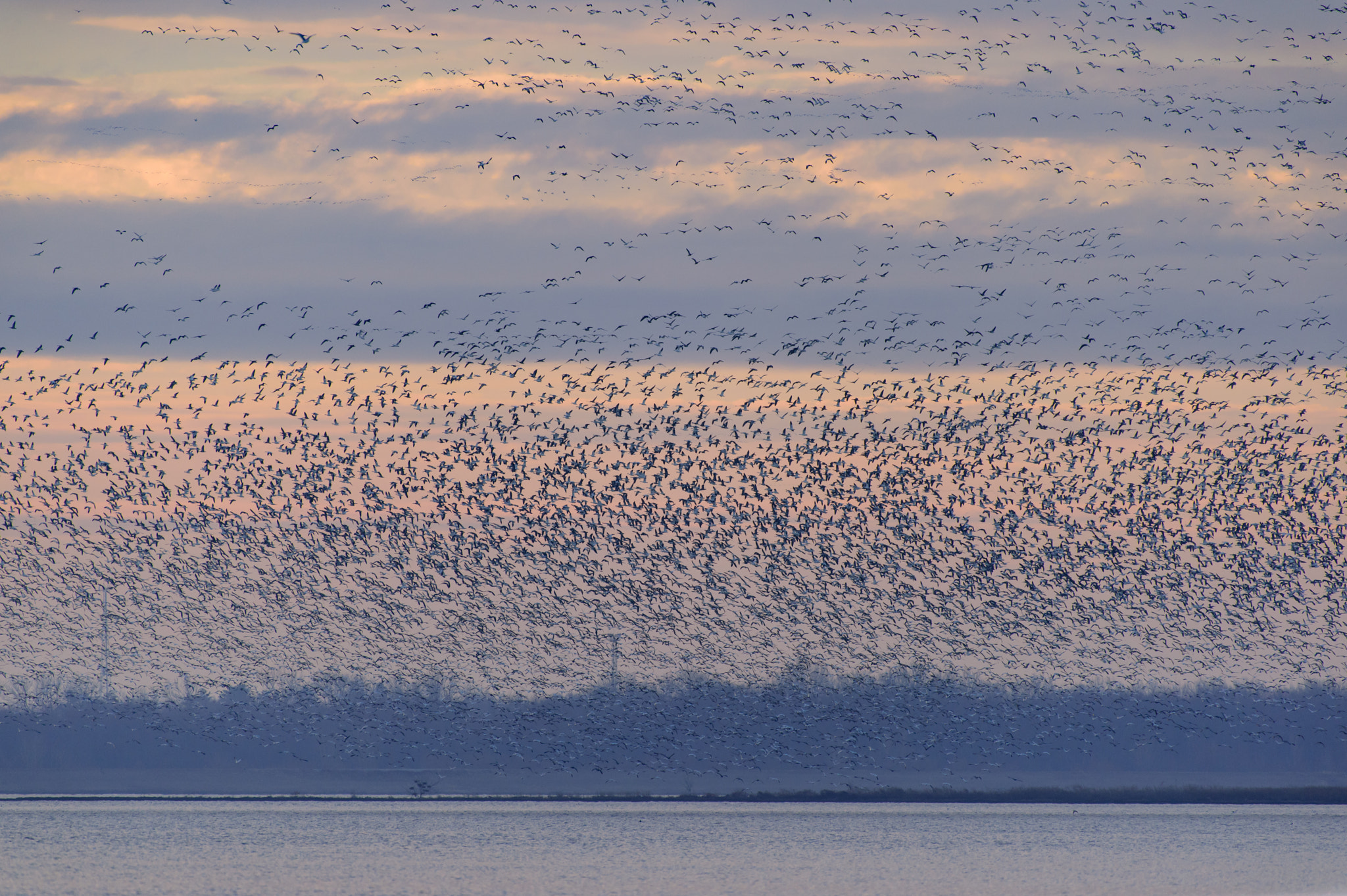Nikon AF-S Nikkor 200-500mm F5.6E ED VR sample photo. Snow geese photography