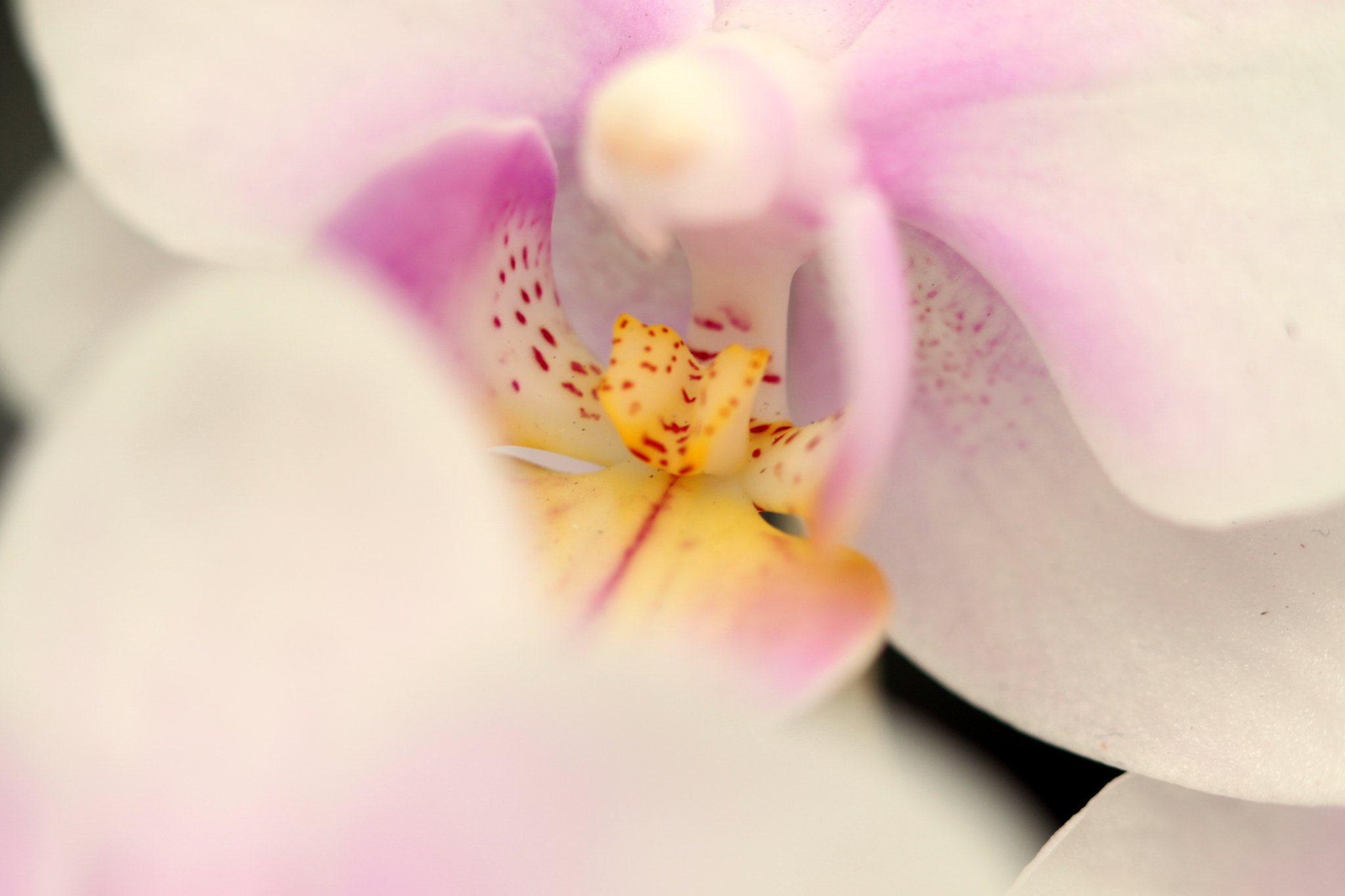Canon EF 100mm F2.8 Macro USM sample photo. Img photography
