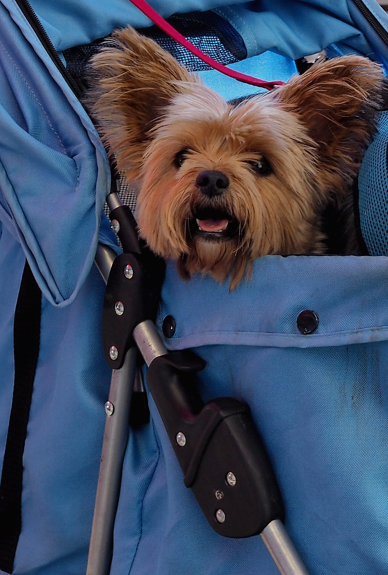 Olympus PEN-F + Olympus M.Zuiko Digital 25mm F1.8 sample photo. Dog in bag photography