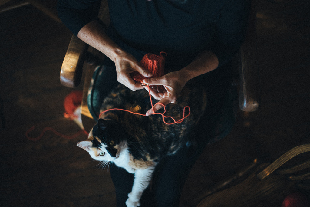 Knitting with Molly the Cat 2 by Alaina Leslie on 500px.com