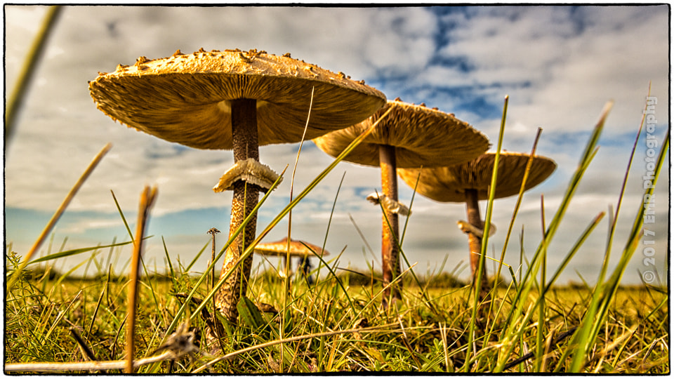 Sigma 17-35mm f/2.8-4 EX DG Aspherical HSM sample photo. Zo mooi photography