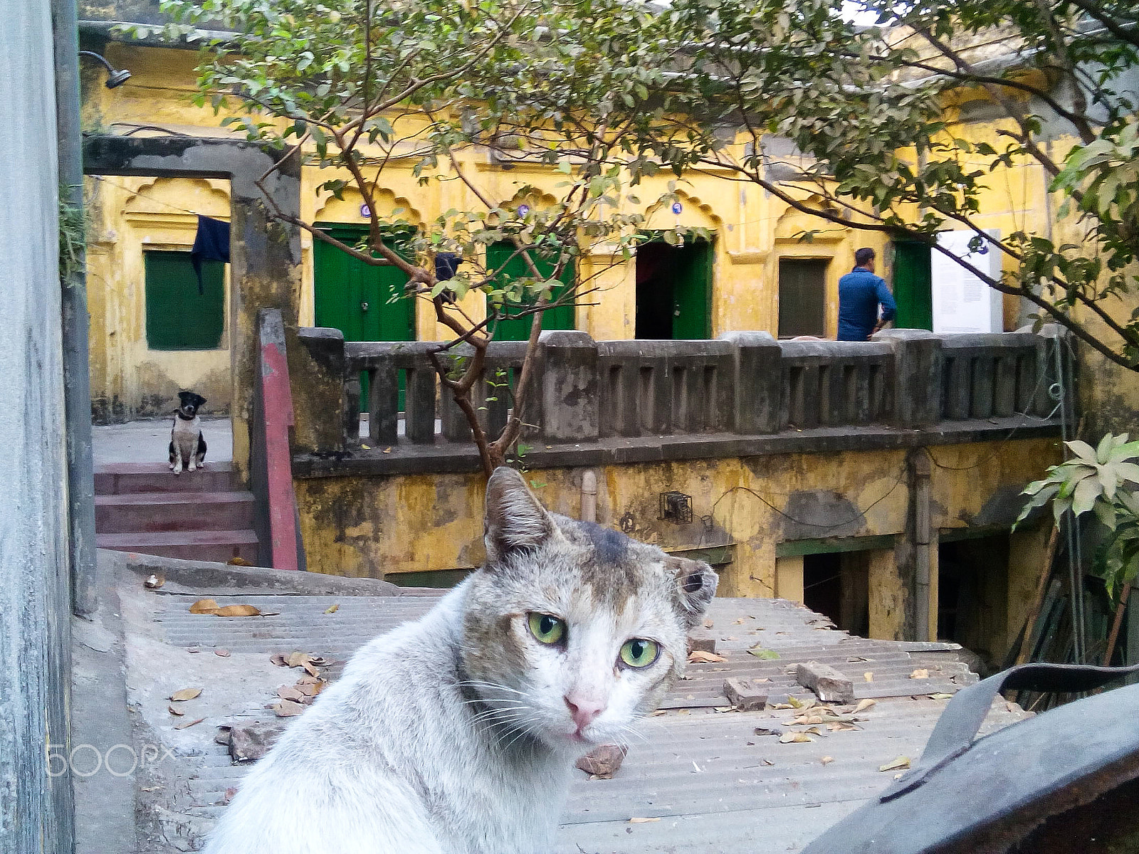 OPPO A11w sample photo. #cat #chobimelaix #beautyboarding #banglabazar #olddhaka #oppo photography