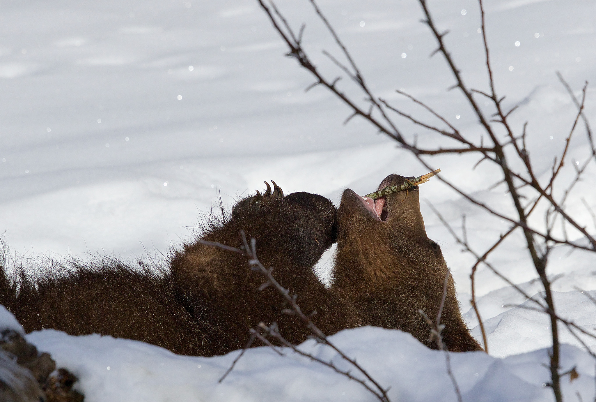 Canon EOS 7D Mark II + Canon EF 500mm F4L IS II USM sample photo. Ta photography