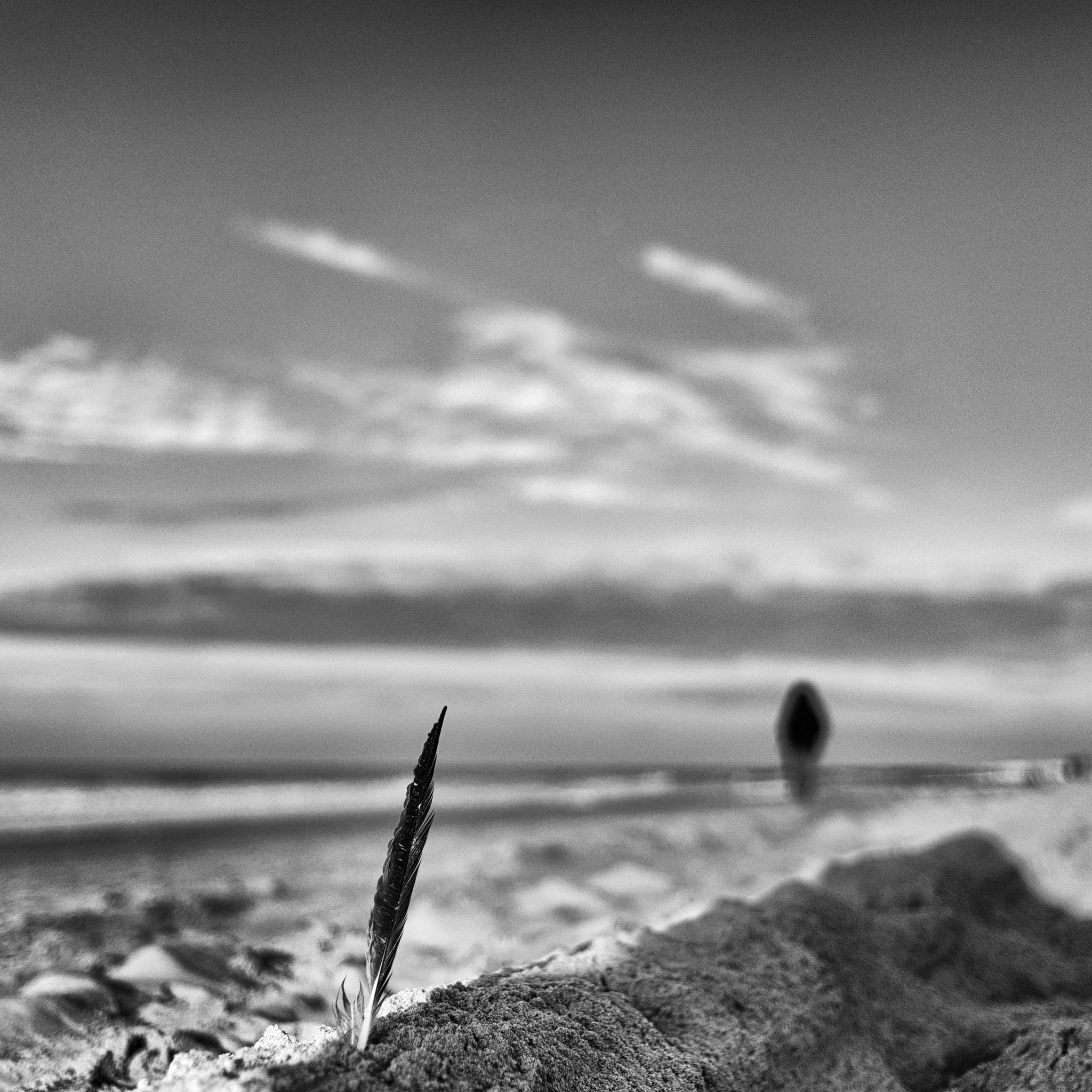 Leica Summicron-M 35mm F2 ASPH sample photo. Feather on the beach. photography