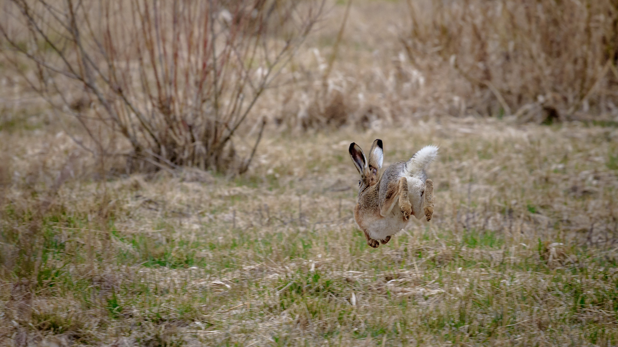 Nikon Nikkor AF-S 300mm F4E PF ED VR sample photo. #074 - rabbit photography