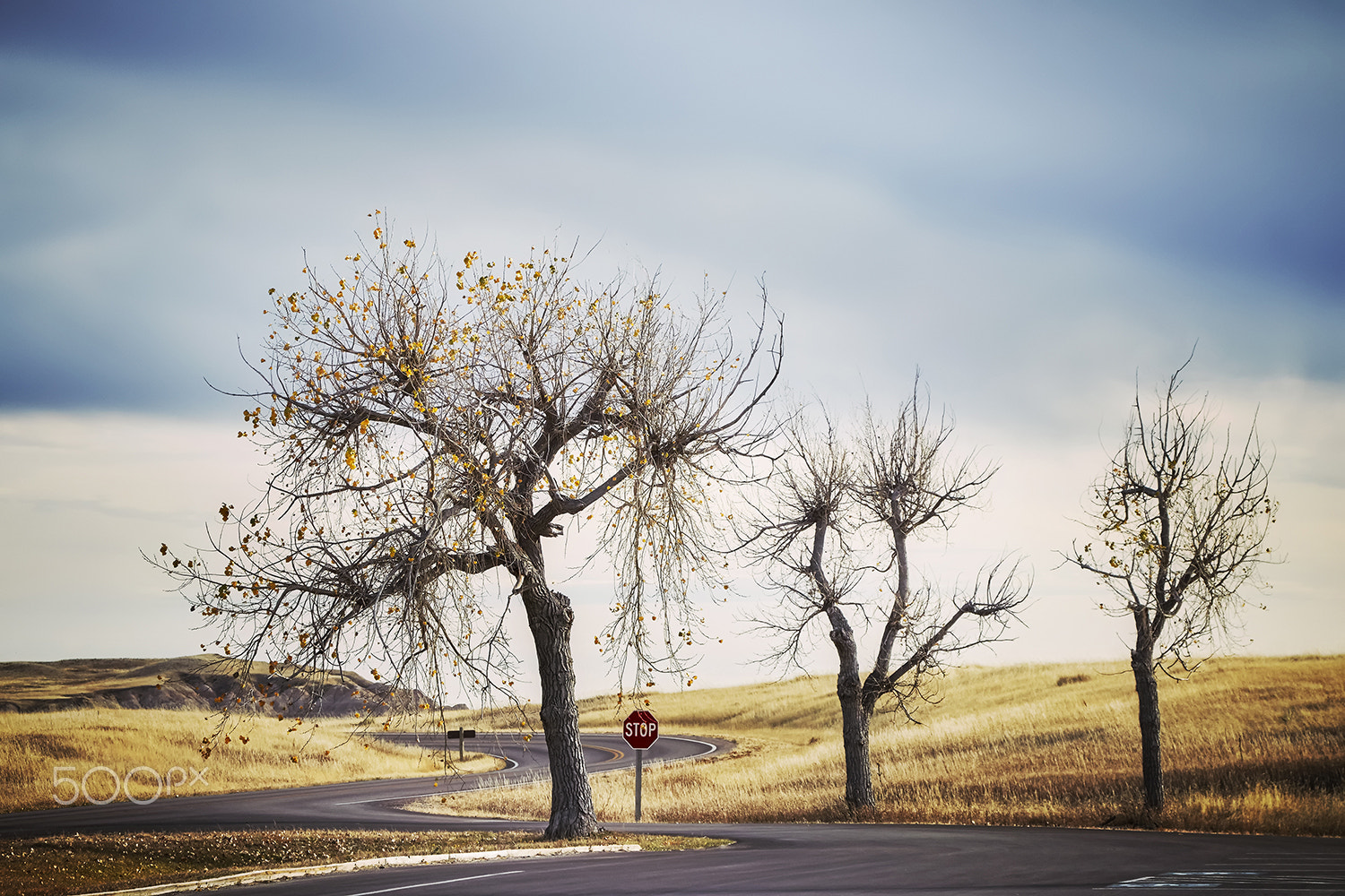 Canon EF 24-105mm F4L IS USM sample photo. Three trees photography