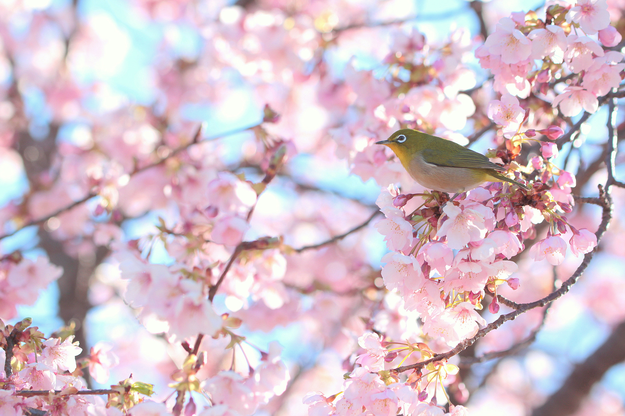 Canon EOS 650D (EOS Rebel T4i / EOS Kiss X6i) sample photo. Early spring photography