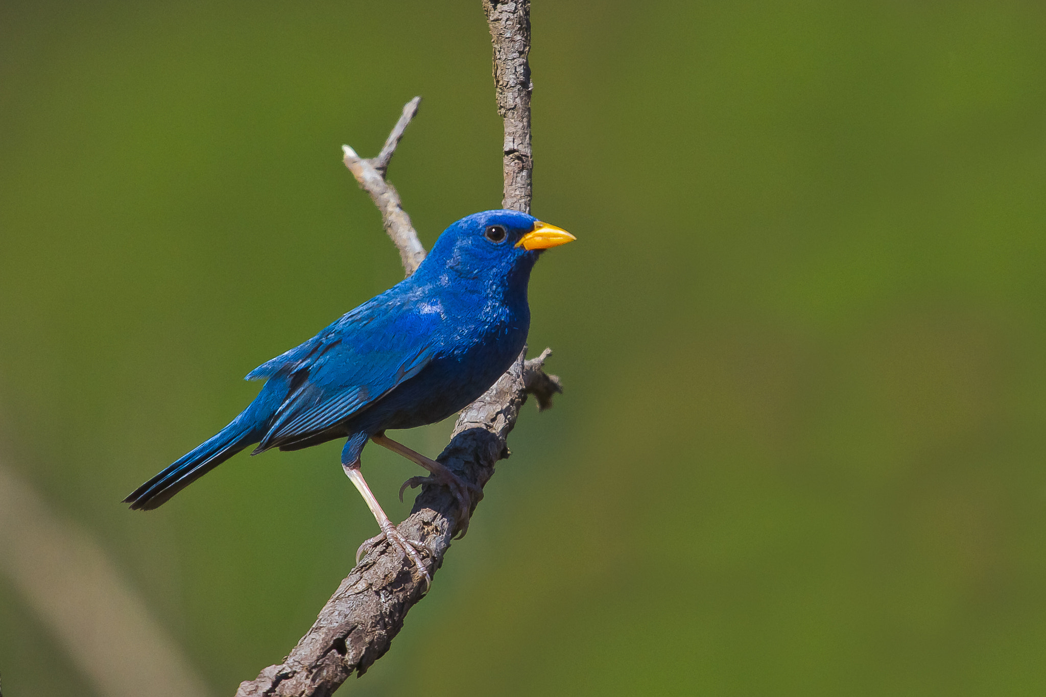 Blue Finch (Porphyrospiza caerulescens) by Bertrando Campos / 500px