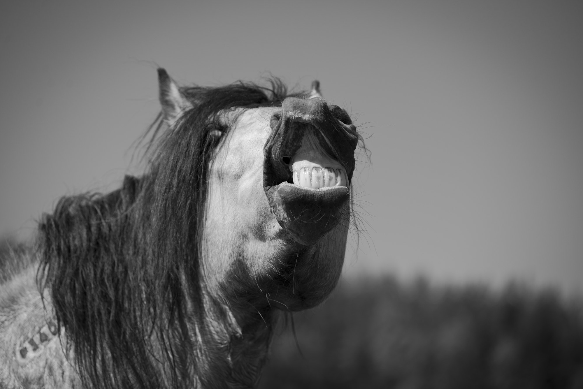 Sigma 150mm F2.8 EX DG Macro HSM sample photo. Smile photography