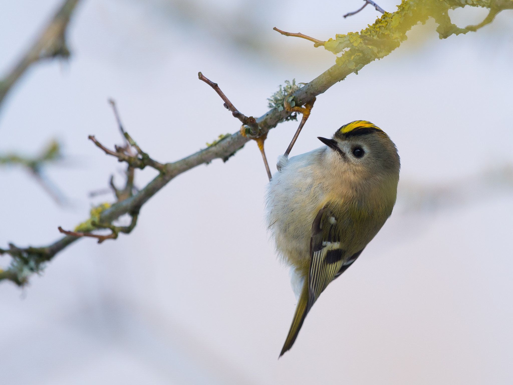 Nikon D610 + Nikon AF-S Nikkor 500mm F4G ED VR sample photo. Goldcrest photography