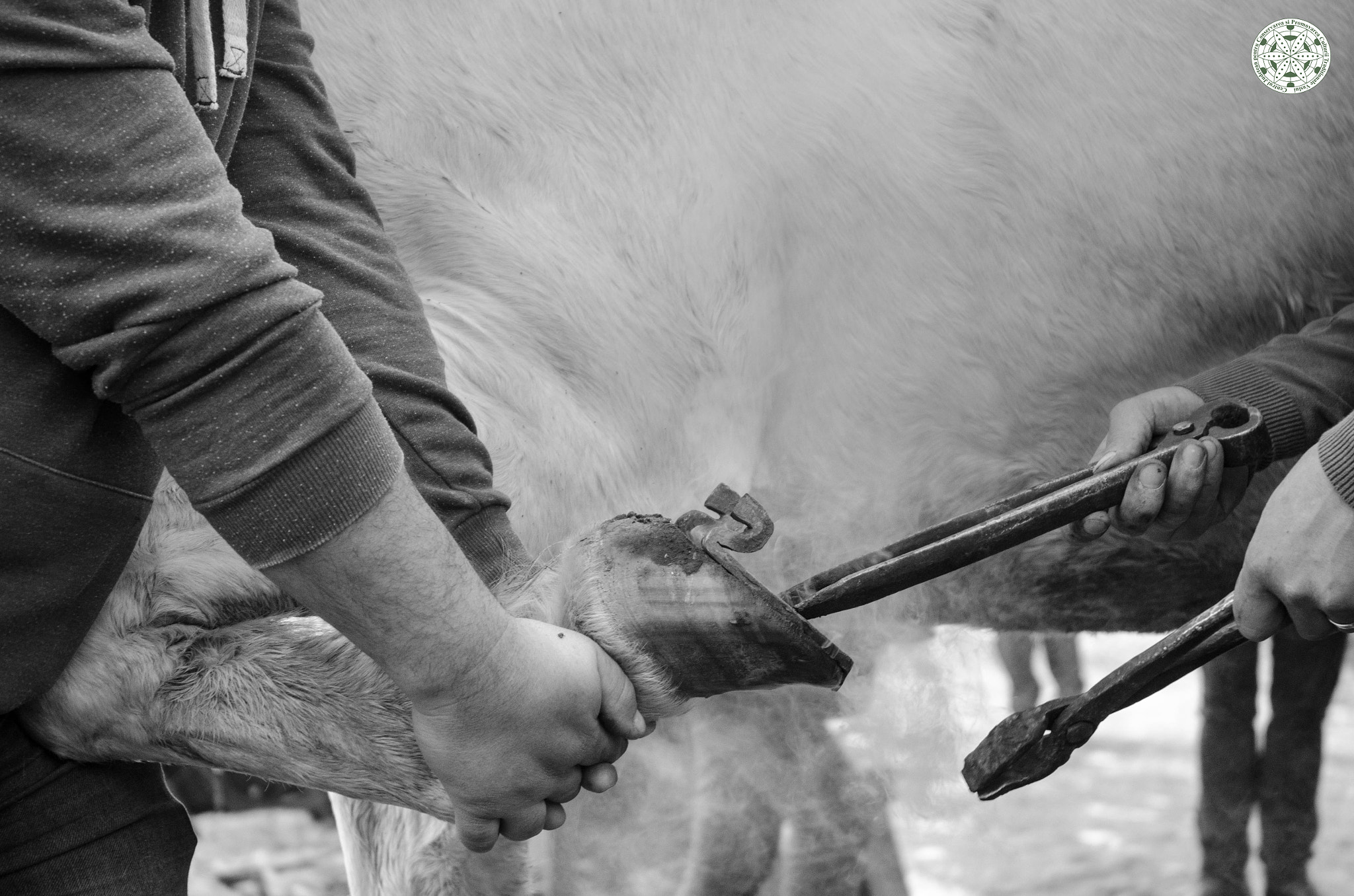 Nikon D7000 + Nikon AF-S DX Nikkor 18-70mm F3.5-4.5G ED-IF sample photo. Horse shoeing photography