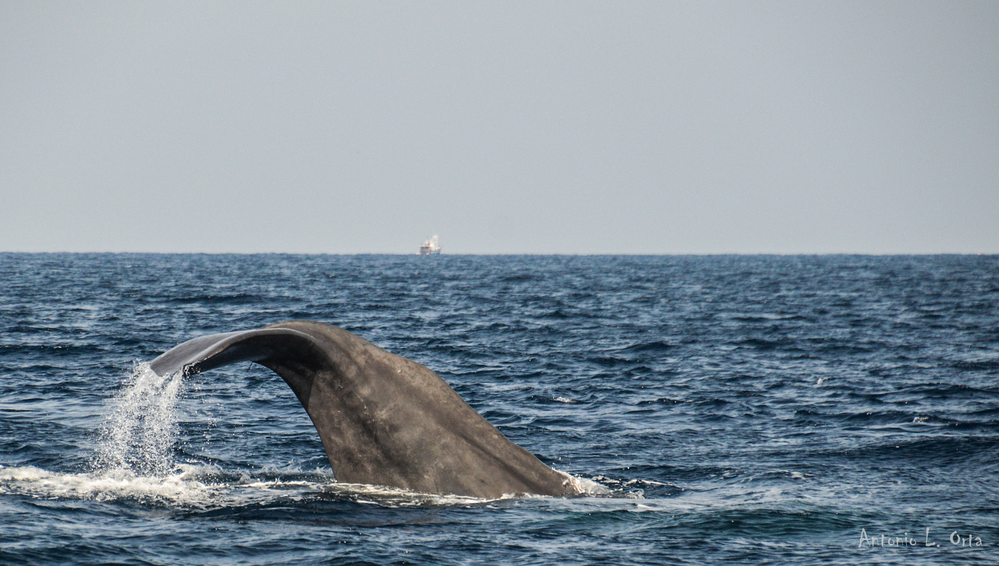 Nikon D3200 sample photo. Encuentro con gigantes photography