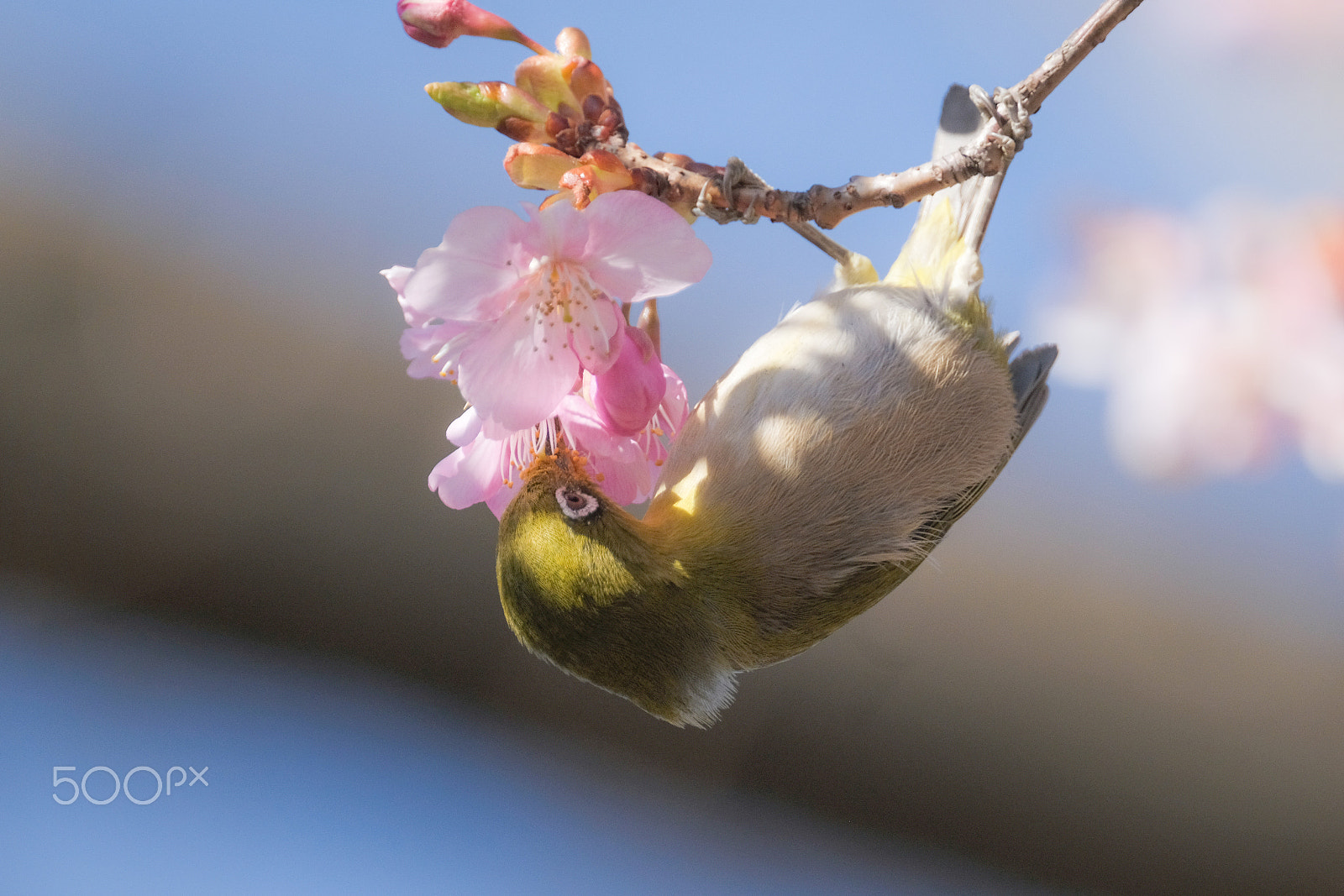 XF100-400mmF4.5-5.6 R LM OIS WR + 1.4x sample photo. Get a spring blessing photography