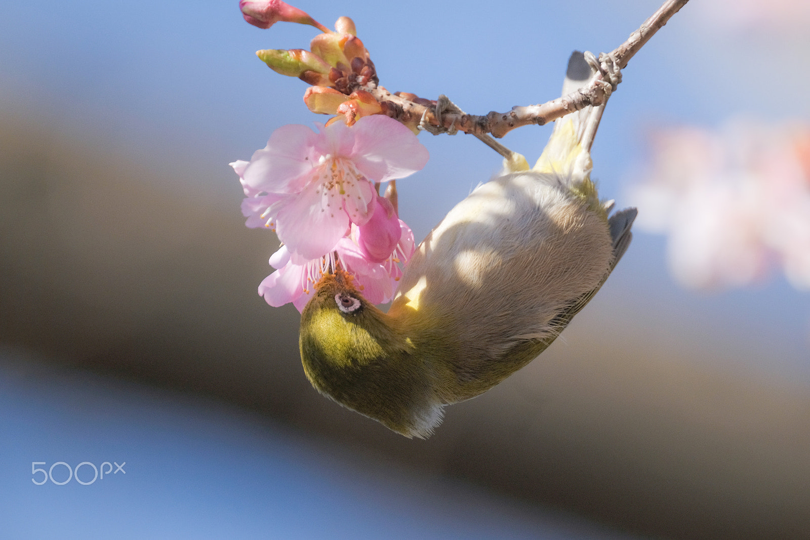 Fujifilm X-T2 + XF100-400mmF4.5-5.6 R LM OIS WR + 1.4x sample photo. Get a spring blessing photography