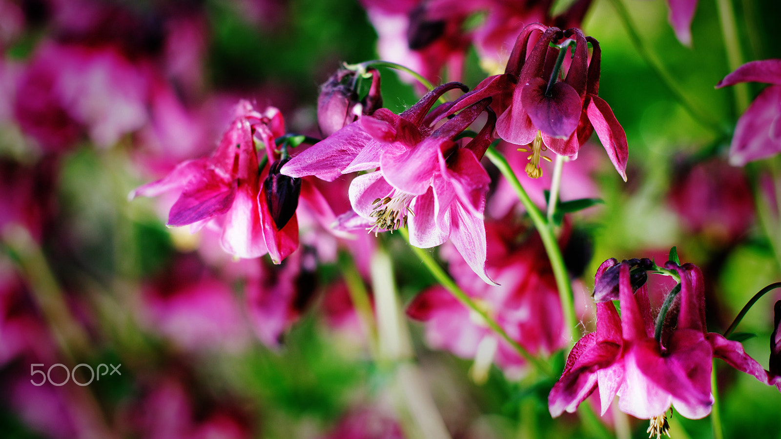 Canon EOS 450D (EOS Rebel XSi / EOS Kiss X2) + Canon EF 50mm F1.4 USM sample photo. Field flowers aquilegia photography