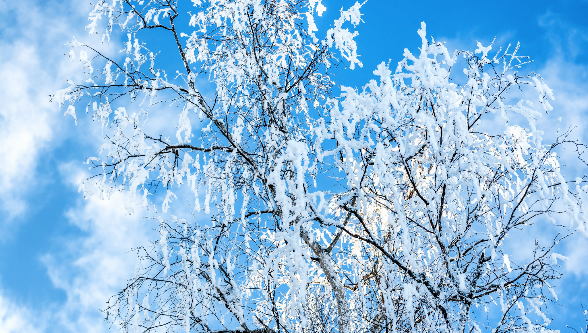 Sigma 105mm F2.8 EX DG OS HSM sample photo. Snow tree photography