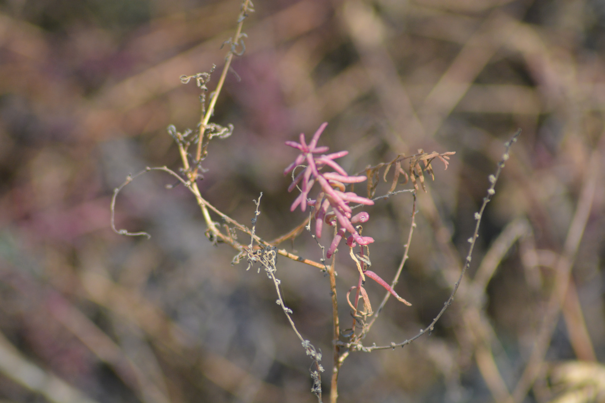 Nikon AF Nikkor 70-300mm F4-5.6G sample photo. Pink flower photography
