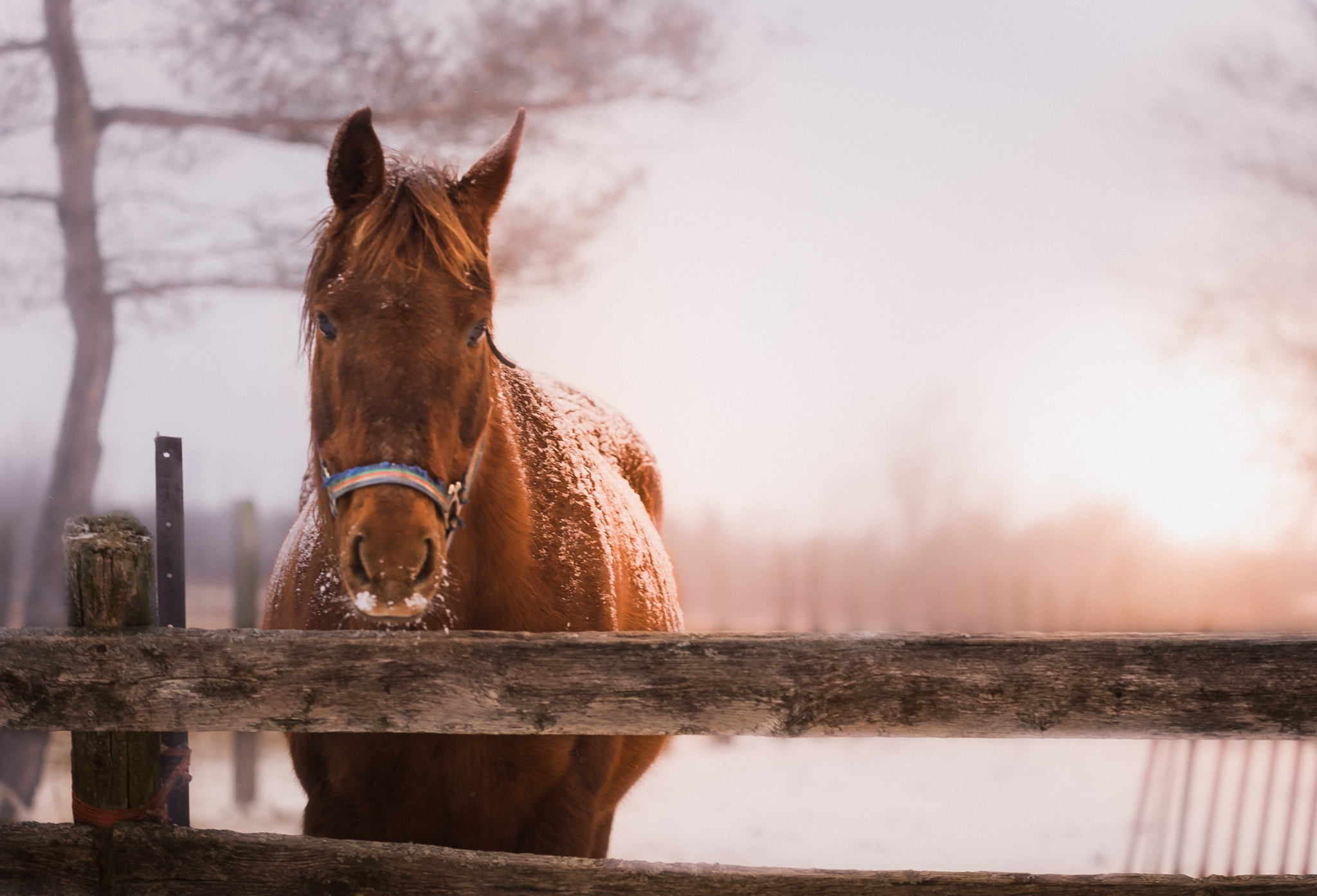 Nikon AF-S Nikkor 70-200mm F4G ED VR sample photo. Liquor and horse  photography