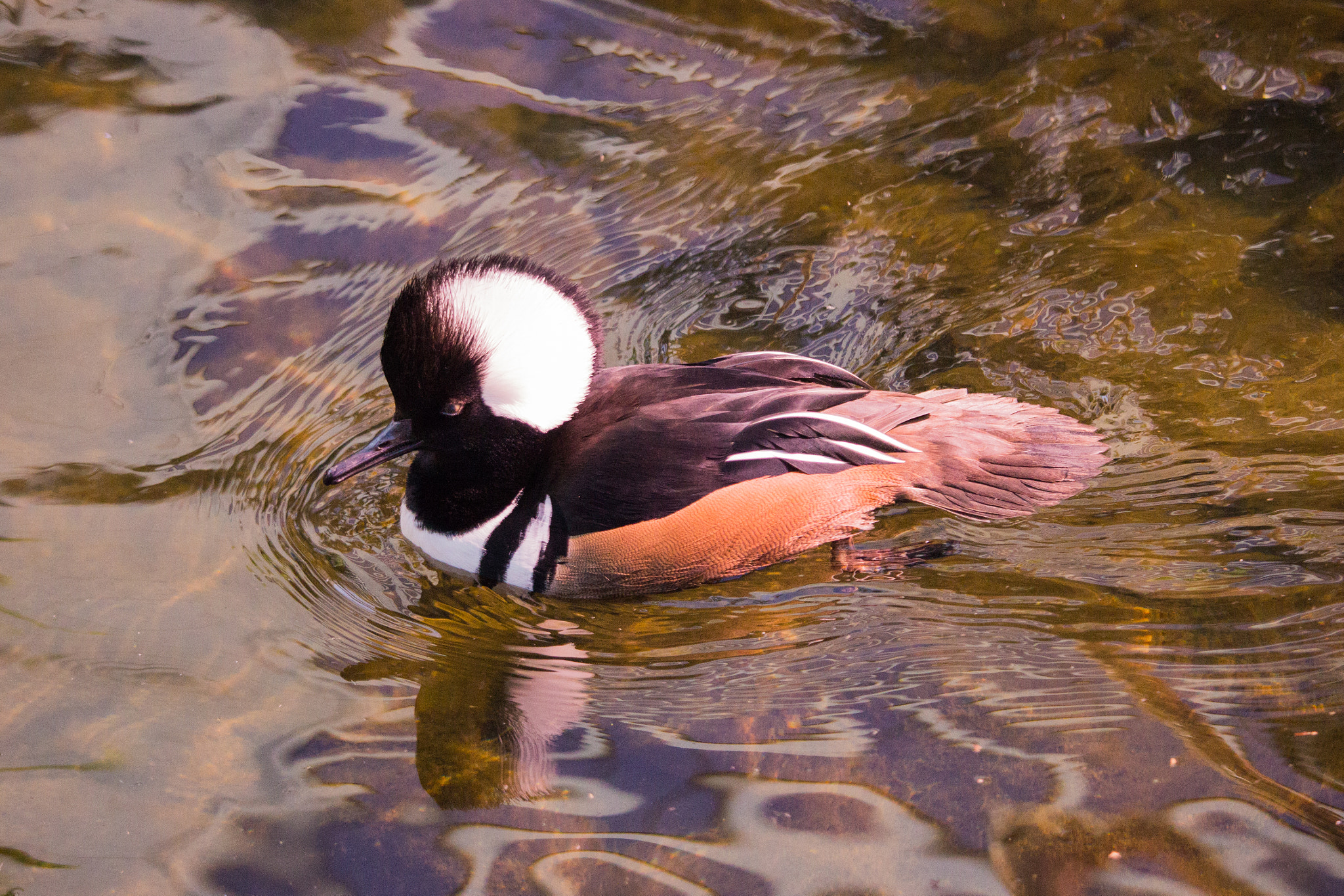 Canon EOS 600D (Rebel EOS T3i / EOS Kiss X5) + Canon EF-S 55-250mm F4-5.6 IS STM sample photo. Hooded merganser male photography