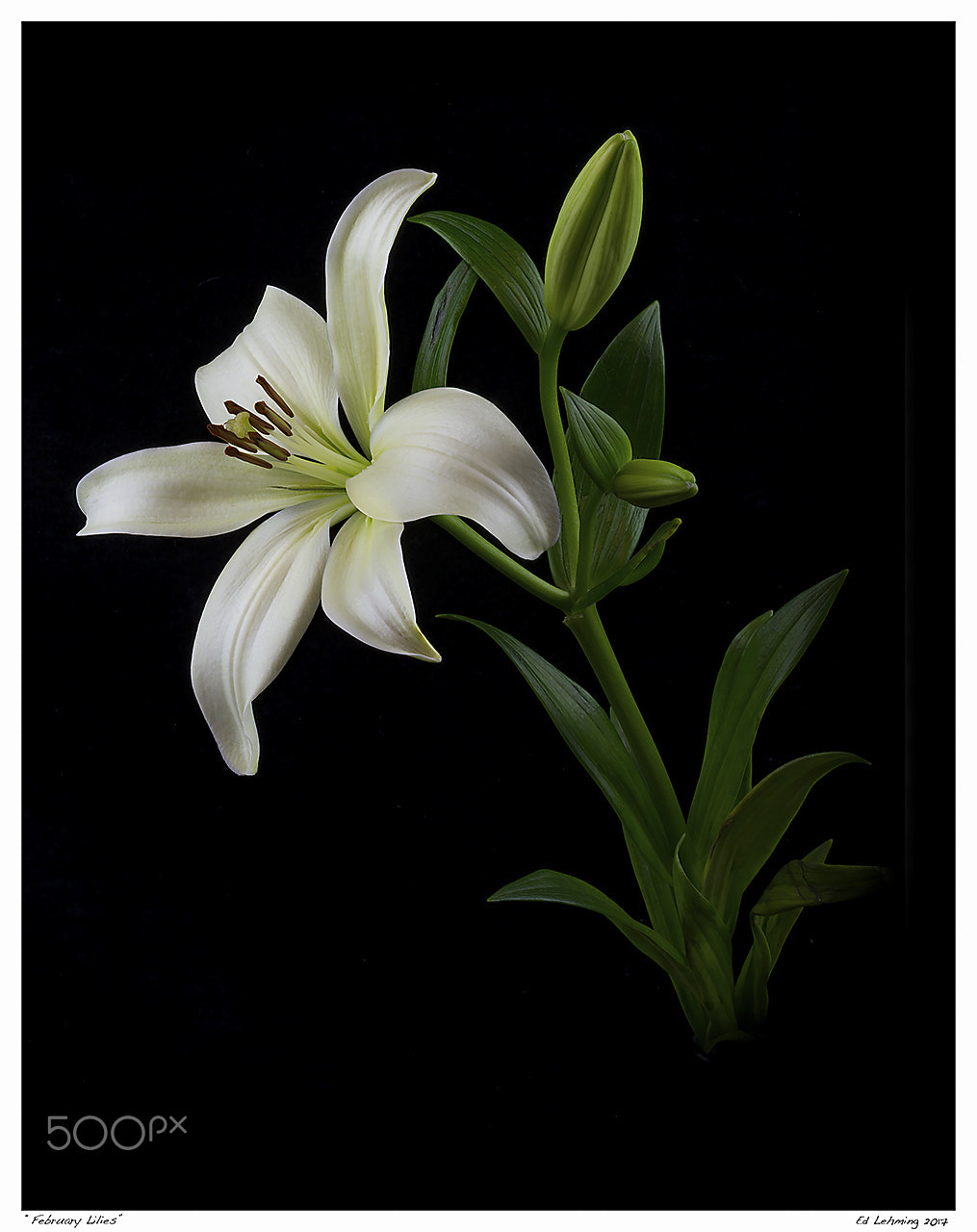 Nikon D800 sample photo. February lilies photography
