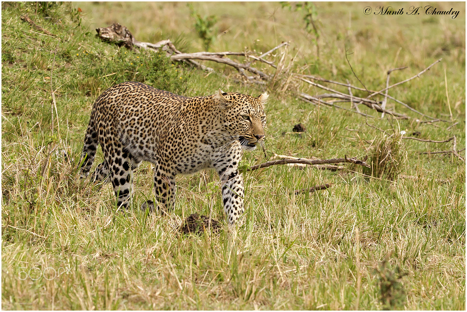 Canon EOS-1D Mark IV + Canon EF 200-400mm F4L IS USM Extender 1.4x sample photo. The spotted queen! photography