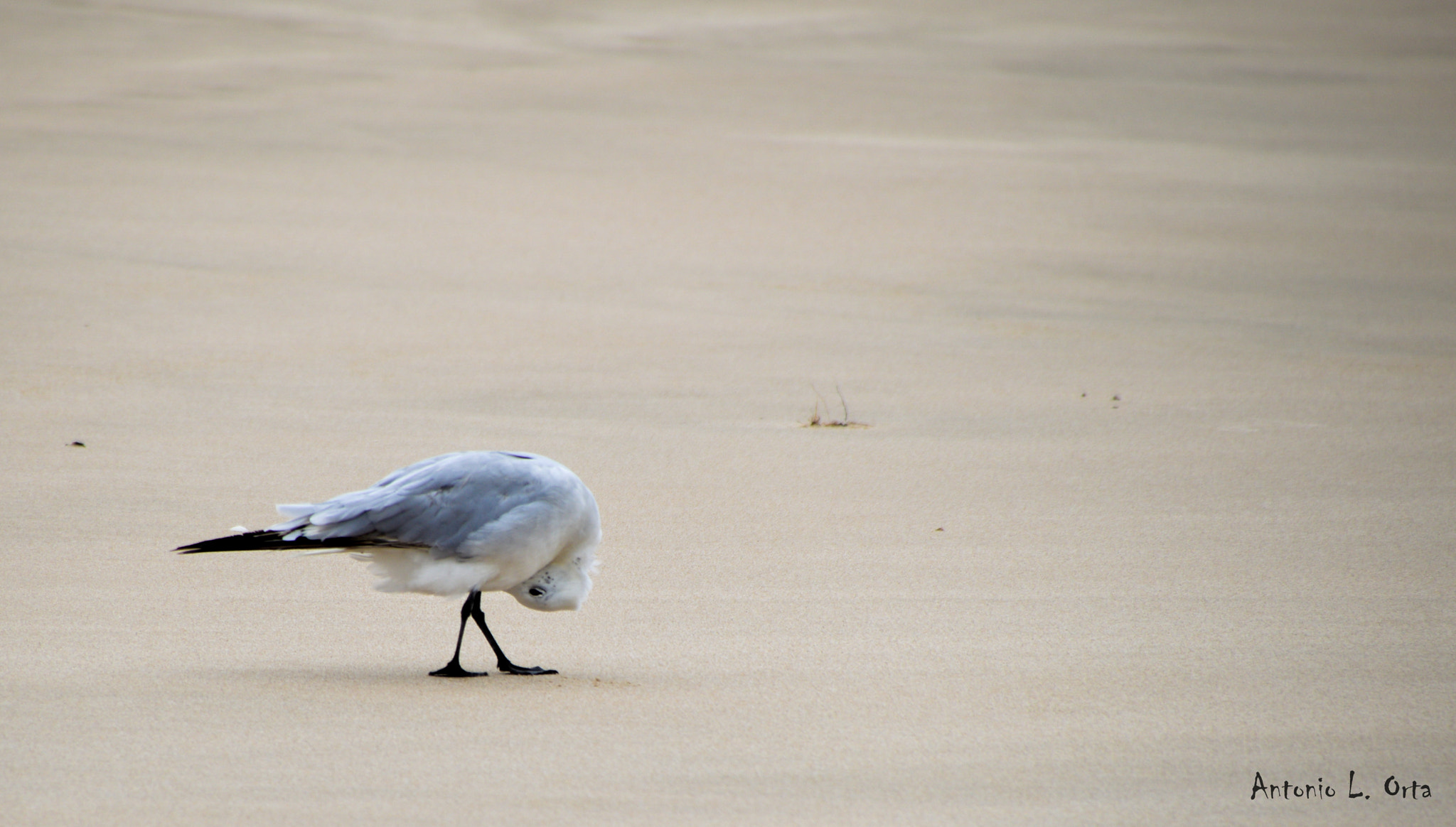 Nikon D3200 sample photo. Sentando la cabeza photography