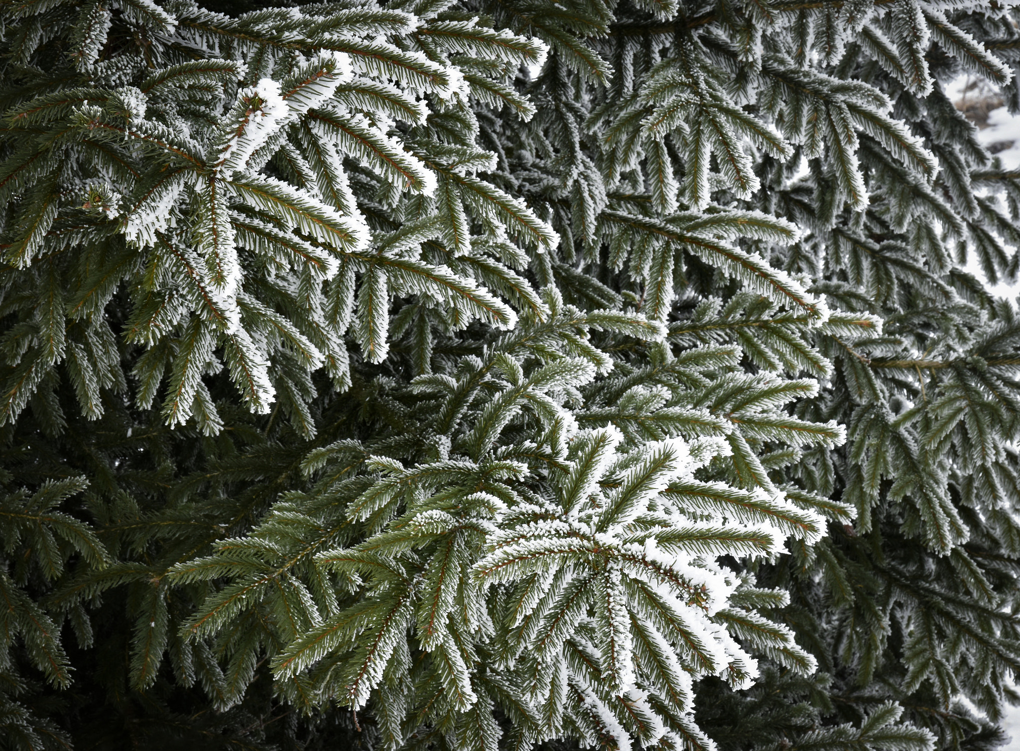 Nikon D5500 sample photo. Frozen spruce twigs photography