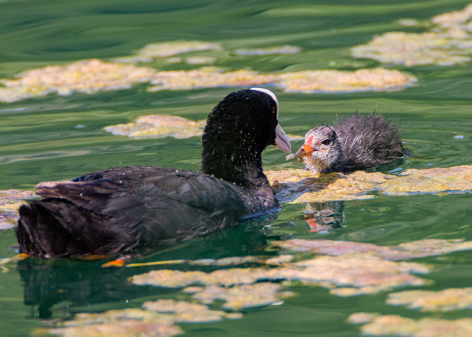 Tamron SP 150-600mm F5-6.3 Di VC USD sample photo. Love photography