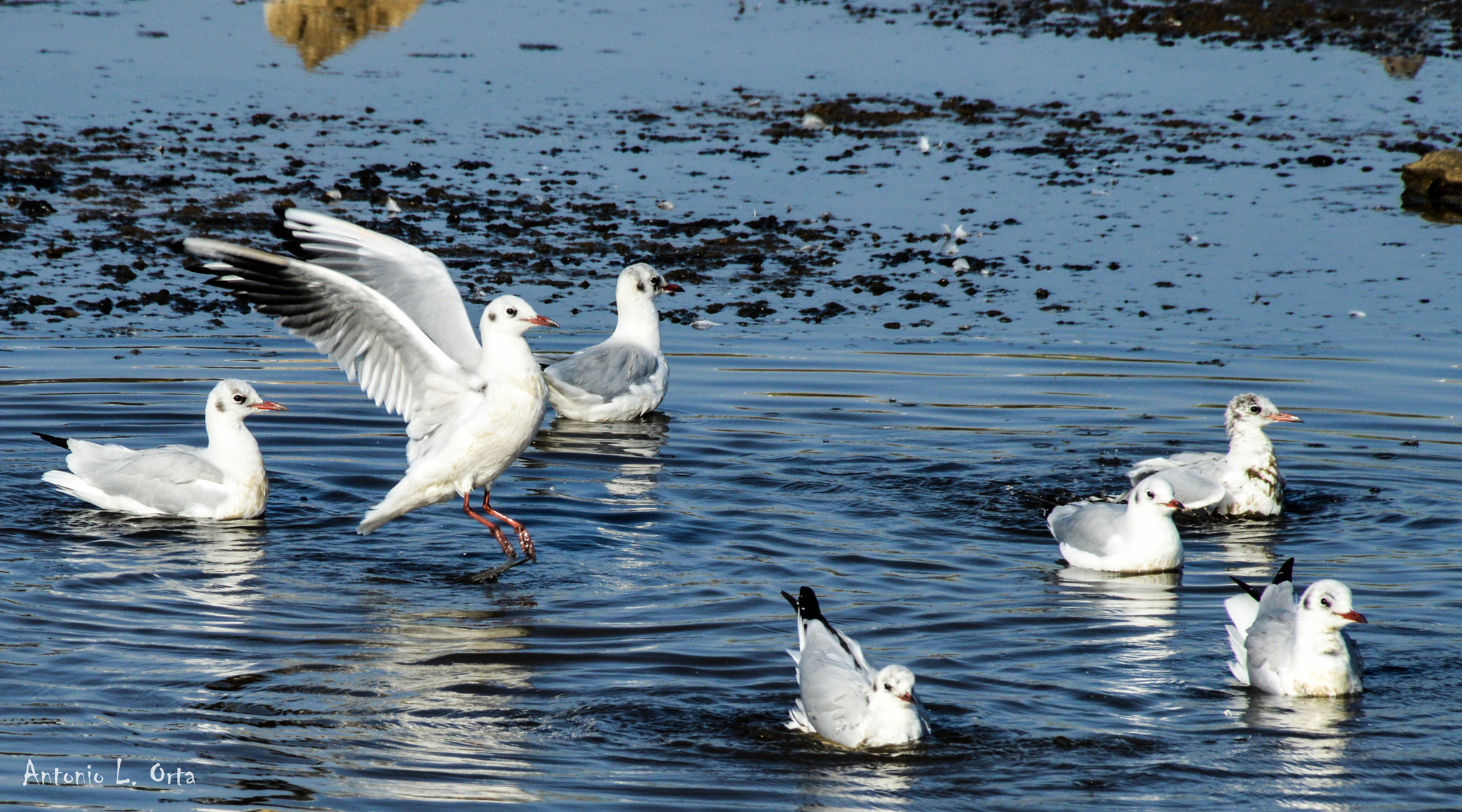 Nikon D3200 sample photo. Las reidoras serias photography