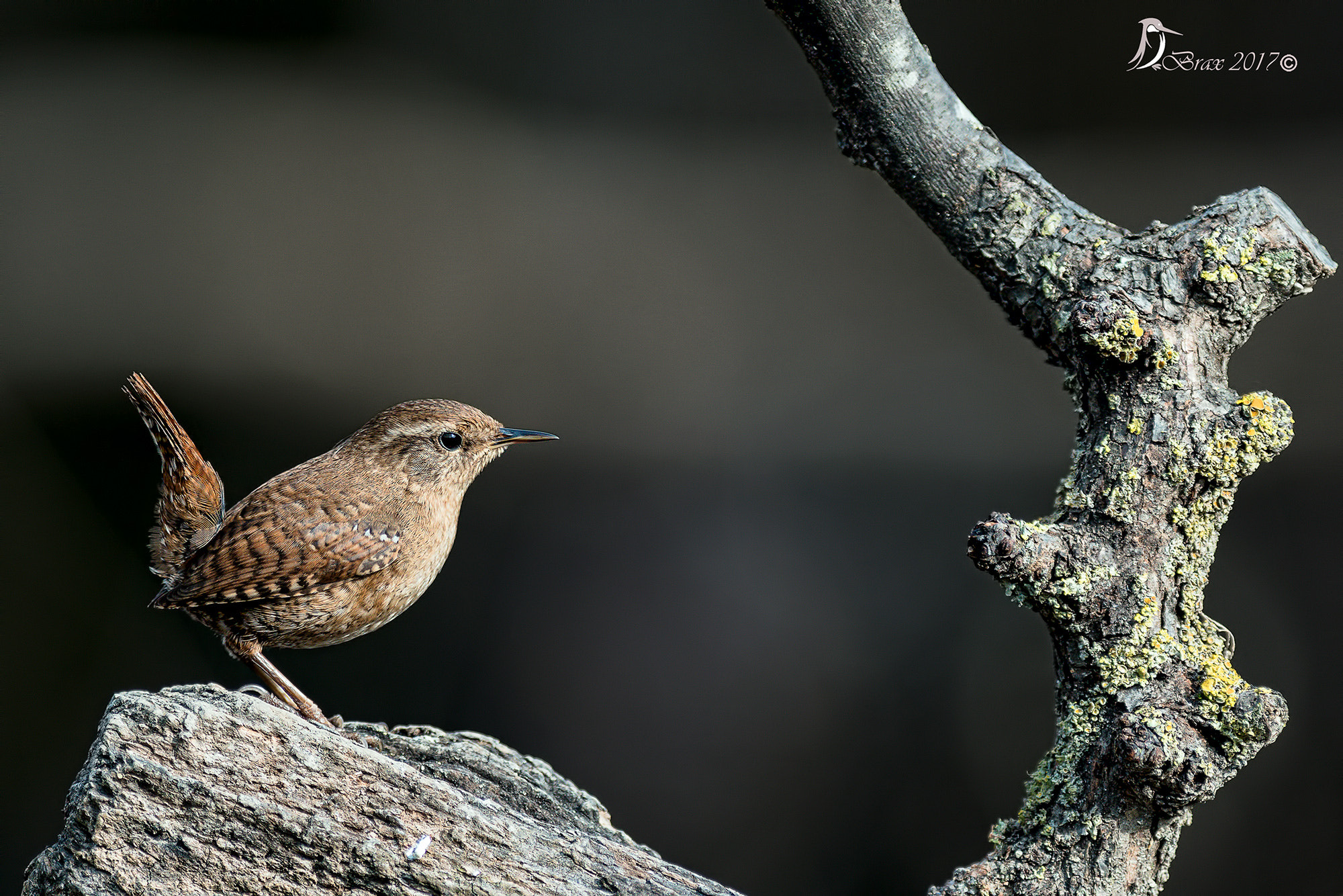 Nikon D500 + Nikon AF-S Nikkor 300mm F2.8G ED VR II sample photo. Scricciol photography