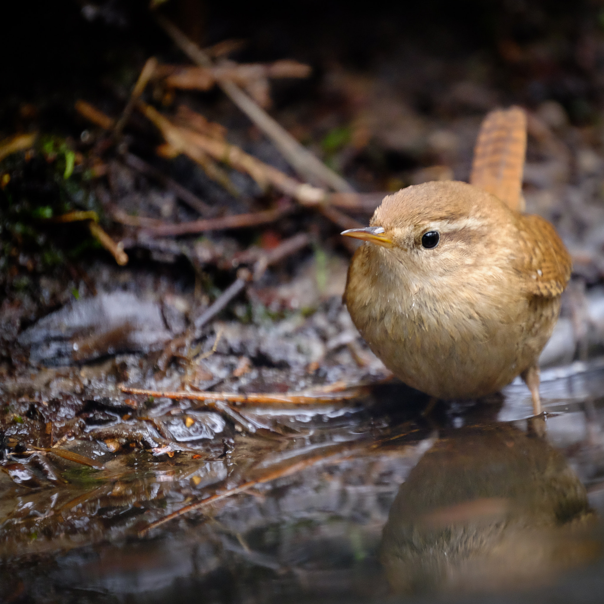 Fujifilm XF 100-400mm F4.5-5.6 R LM OIS WR sample photo. Wren photography