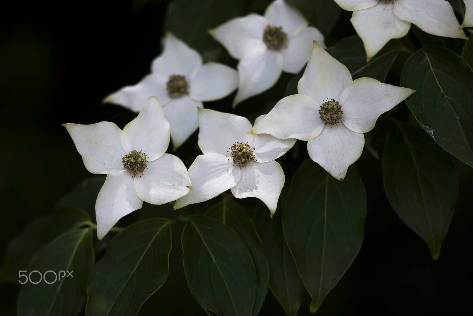 Nikon AF-S Micro-Nikkor 105mm F2.8G IF-ED VR sample photo. Dogwood flowers photography