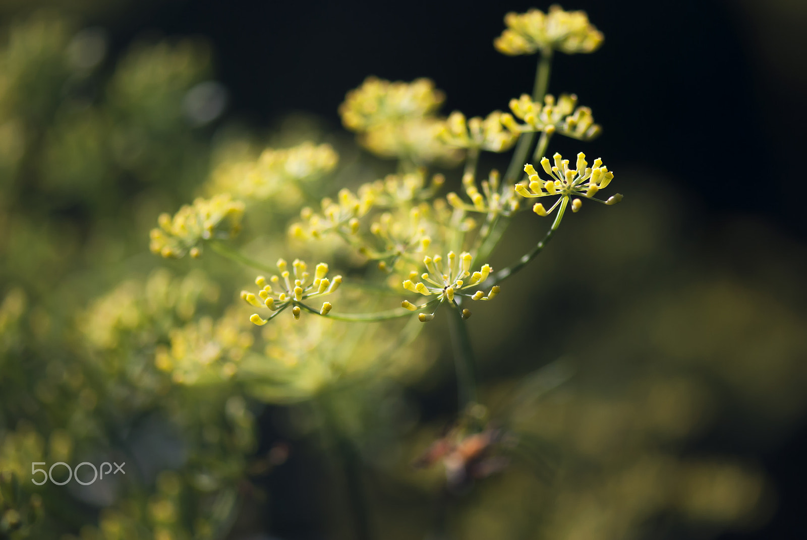 Nikon D60 + Nikon AF-S Micro-Nikkor 105mm F2.8G IF-ED VR sample photo. Dill flower buds photography