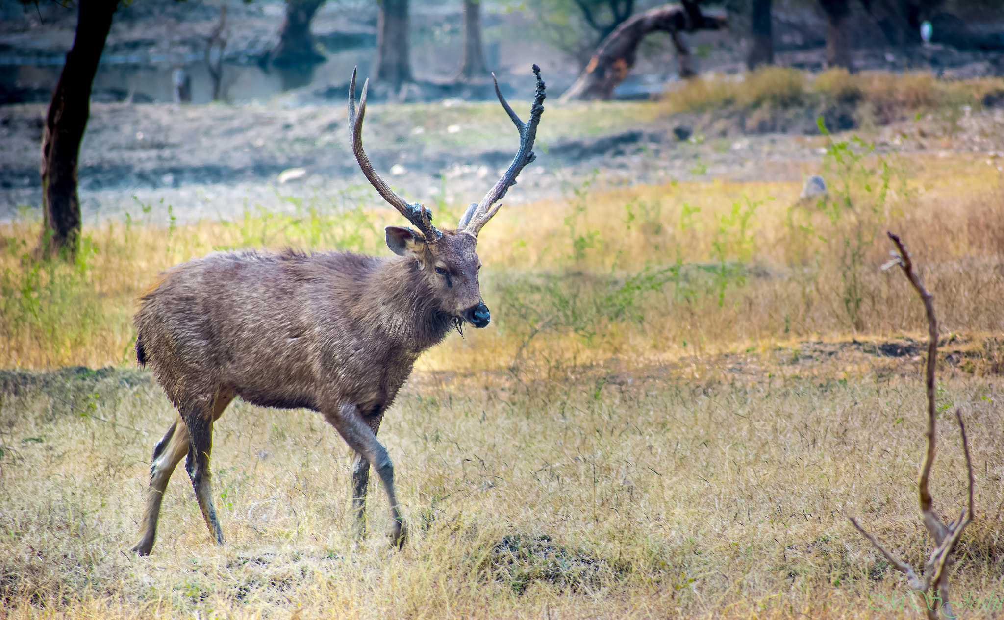 Nikon D5200 + Sigma 70-300mm F4-5.6 DG OS sample photo. Deer photography