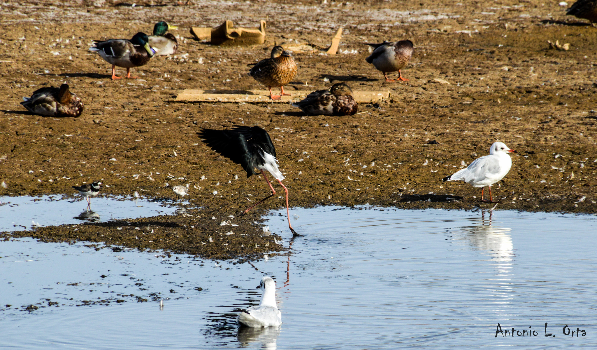Nikon D3200 sample photo. Susto o muerte? photography