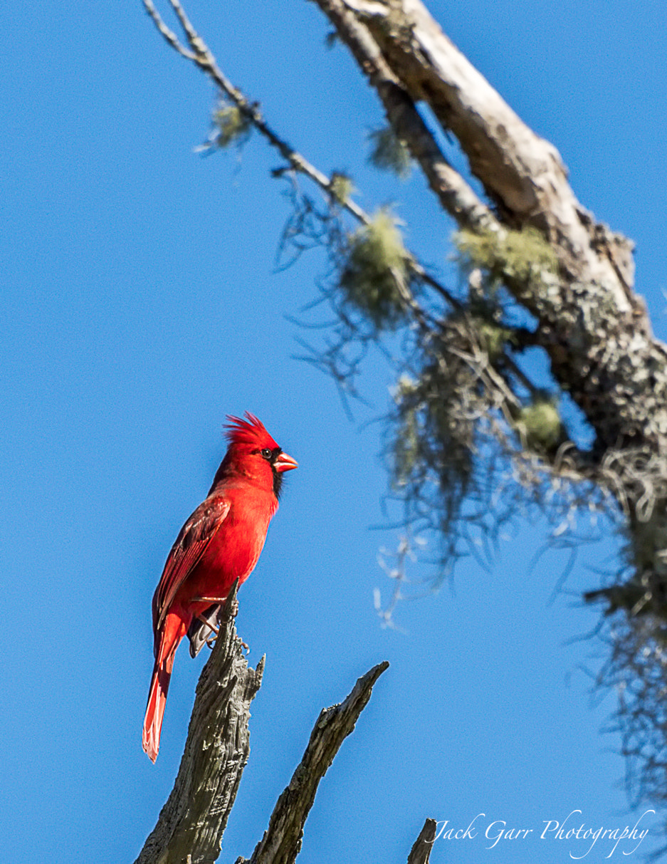 Canon EOS-1D X Mark II + 150-600mm F5-6.3 DG OS HSM | Sports 014 sample photo. Northern cardinal in the swamp photography