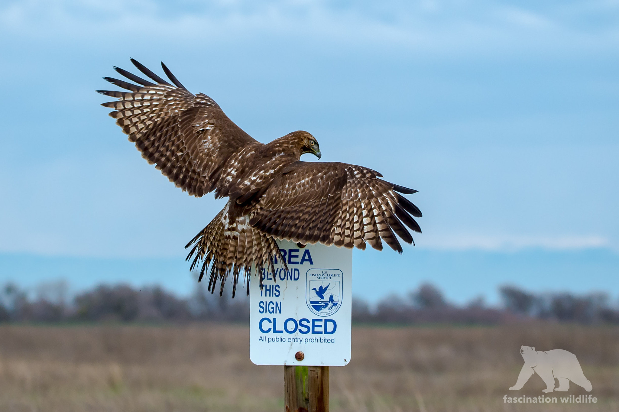 Sigma 150-600mm F5-6.3 DG OS HSM | S sample photo. Red-tailed hawk photography