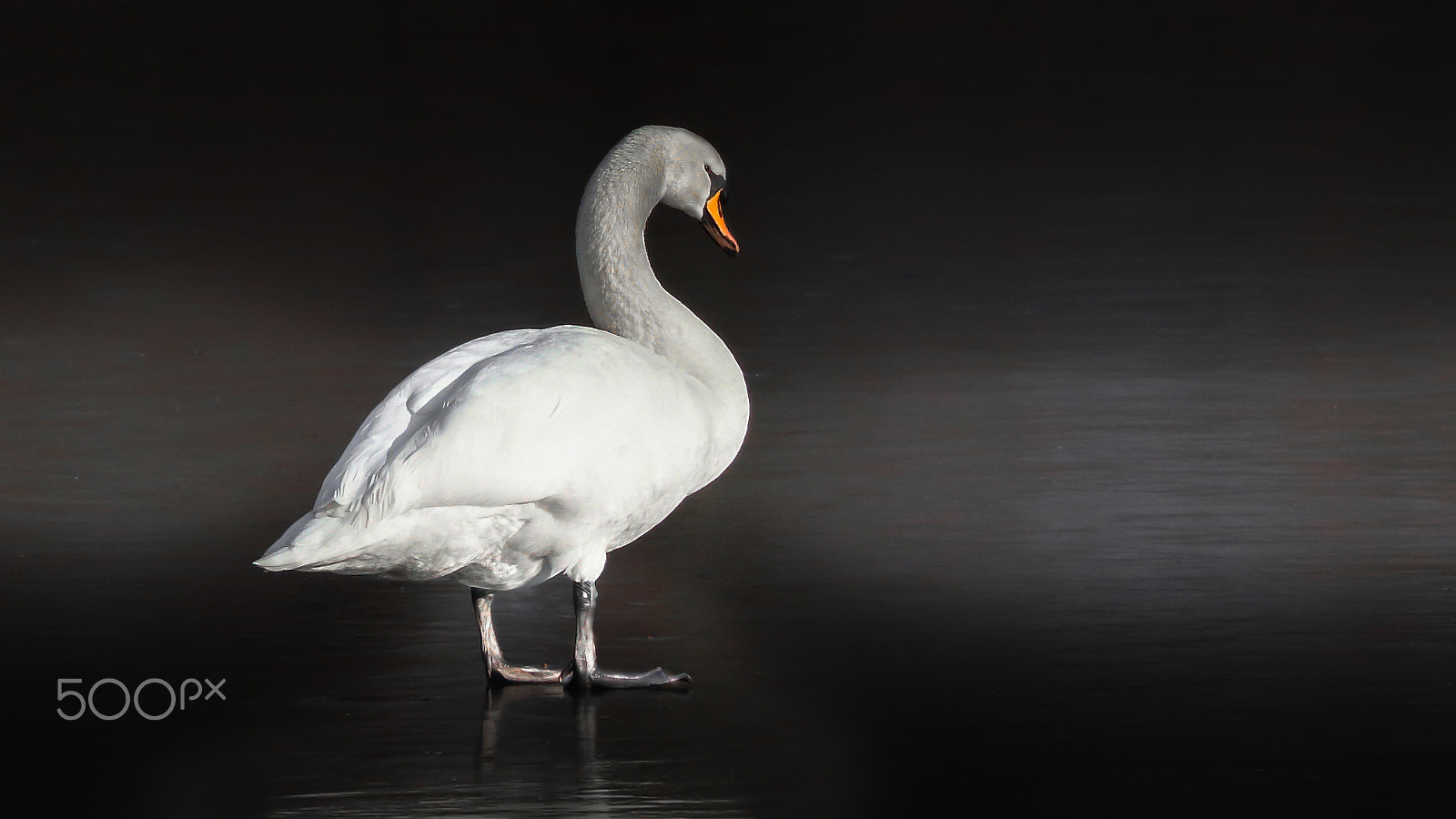 Canon EF 70-300mm F4-5.6L IS USM sample photo. | * | photography