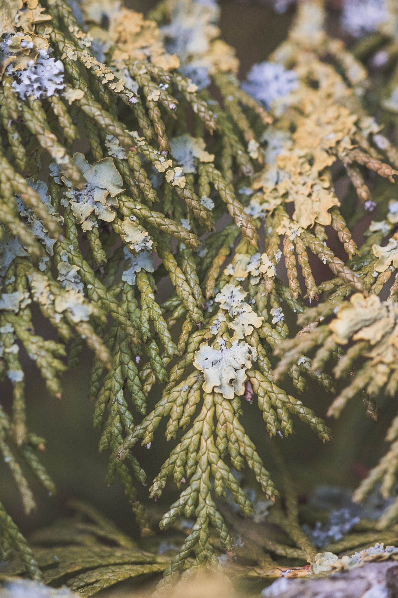 Canon EOS 750D (EOS Rebel T6i / EOS Kiss X8i) + Canon EF-S 55-250mm F4-5.6 IS sample photo. Fir tree detail photography