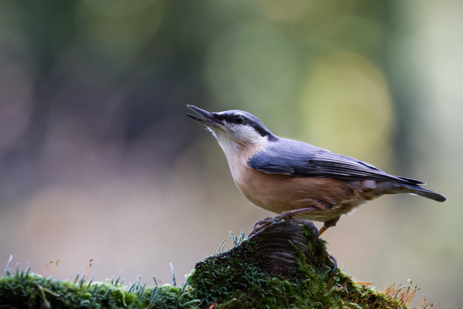 Canon EF 70-200mm F4L USM sample photo. Sitta europaea photography