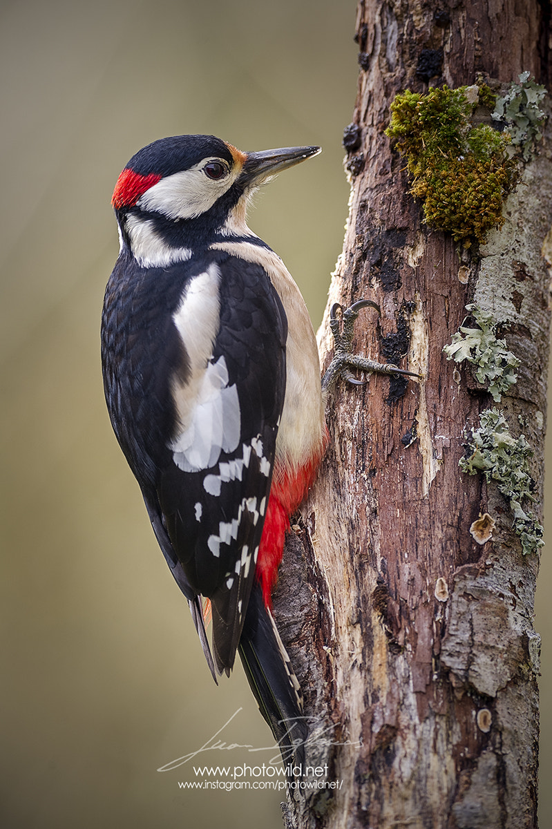 Nikon AF-S Nikkor 300mm F2.8G ED VR II sample photo. Male of great spotted woodpecker (dendrocopos majo photography