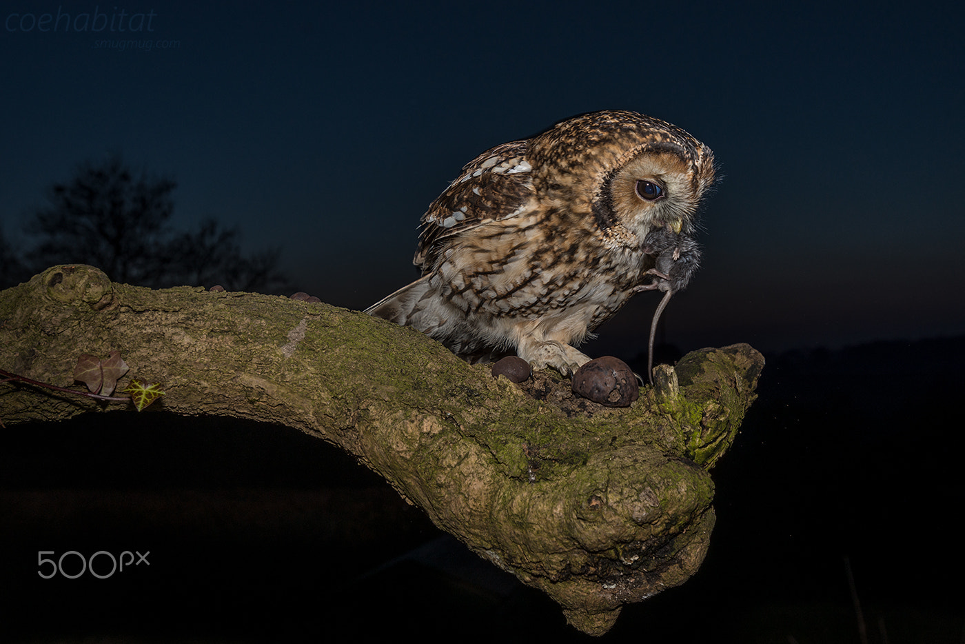 Nikon AF-S Nikkor 17-35mm F2.8D ED-IF sample photo. 'thanks for the mouse' photography